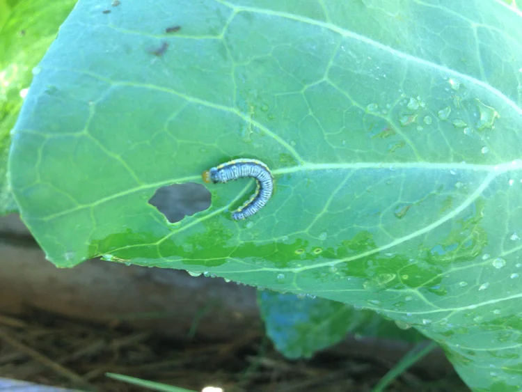 How To Organically Remove Cabbage Worms and Slugs from Your Garden