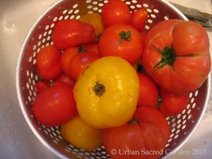 Fresh Tomato Sauce (ME)