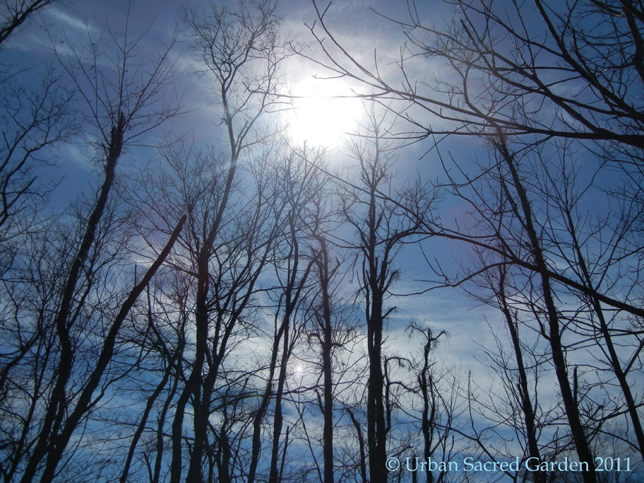 Bare Trees Poem for Winter Solstice
