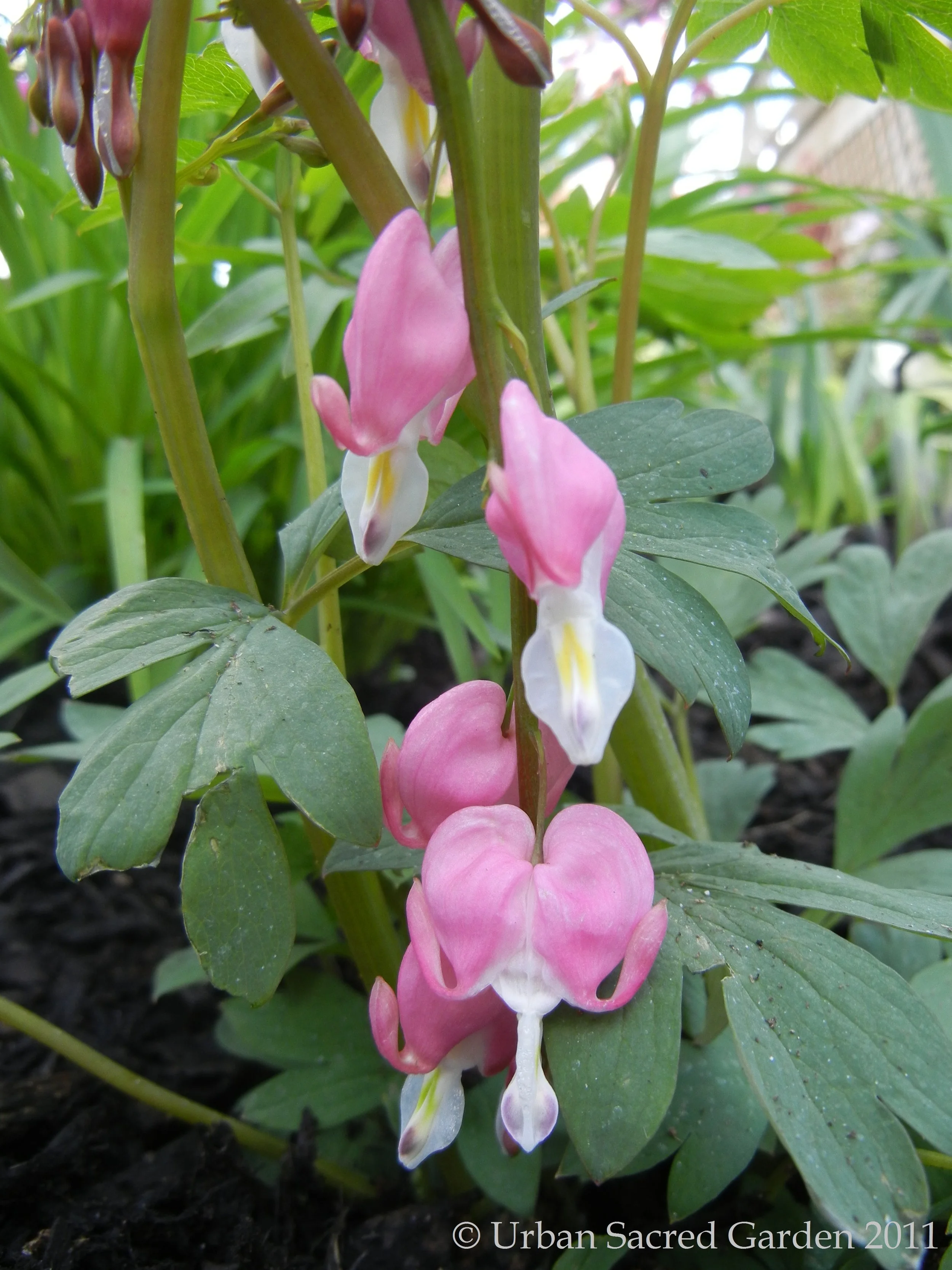 The Thousand-Stringed Instrument