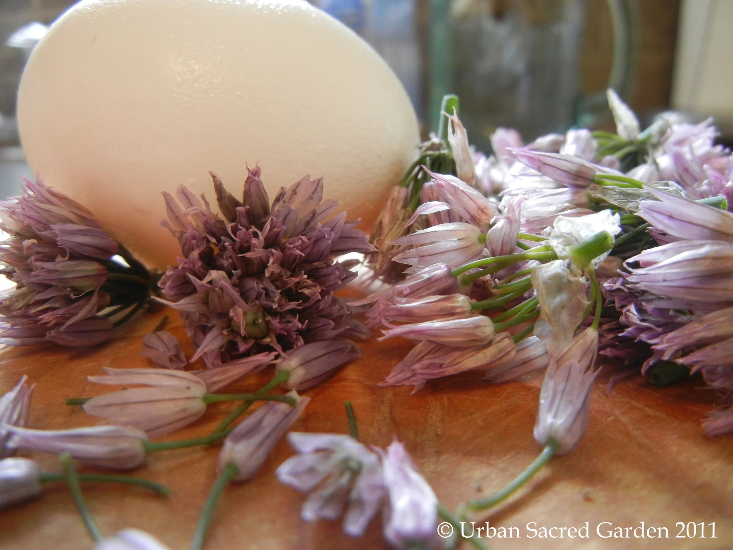 Chive Blossom Eggs (ME)