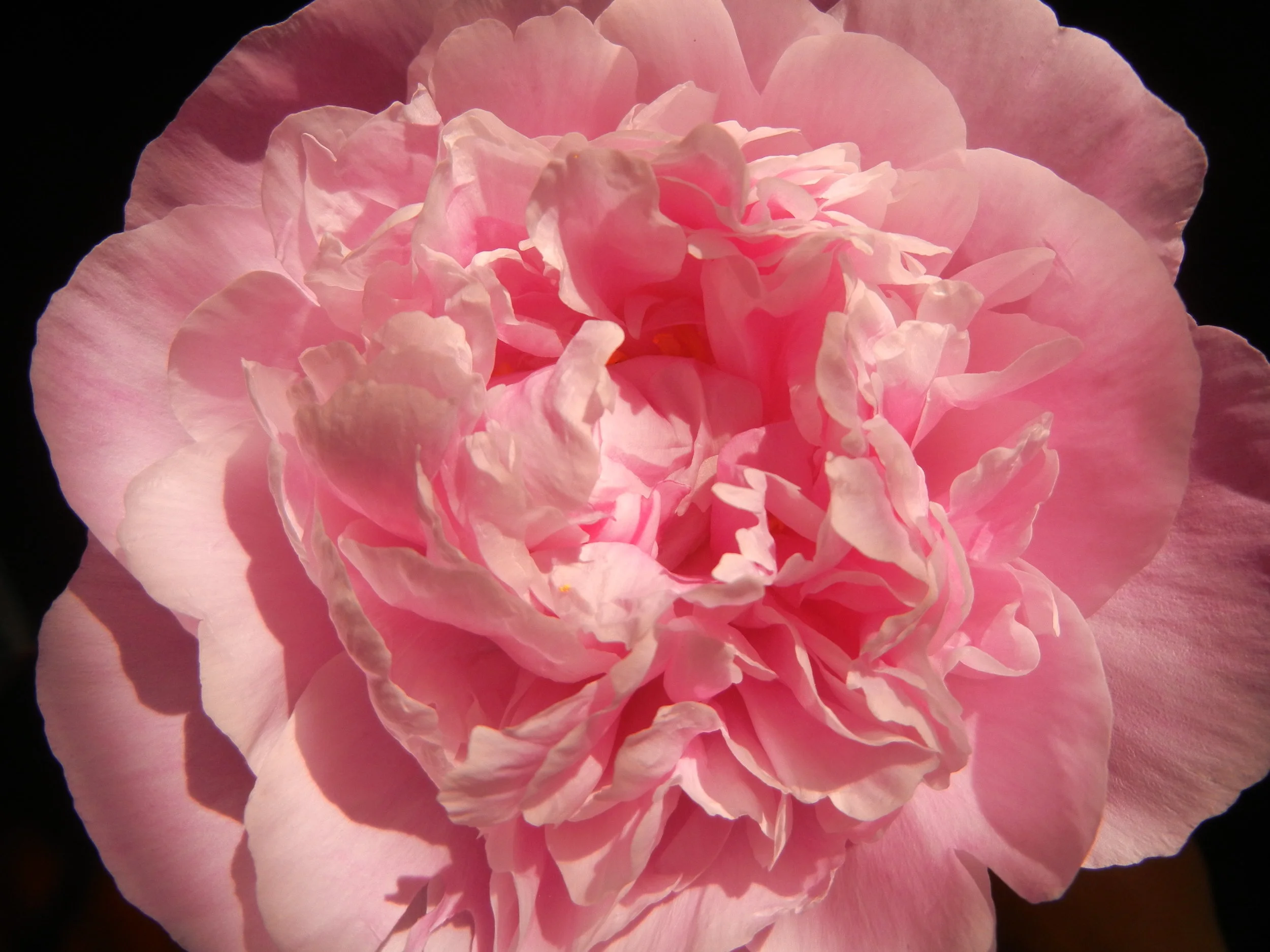 Birthday Flowers (Bring May Showers?)