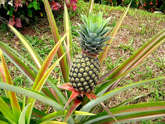 Pineapple: A Citrus Fruit?