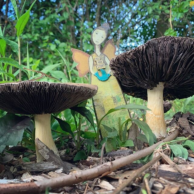 The cool, wet Spring has made lovely fairy 🧚&zwj;♂️ habitat among the giant mushrooms 🍄 in the garden. #garden #gardening #gardenlife #fairy