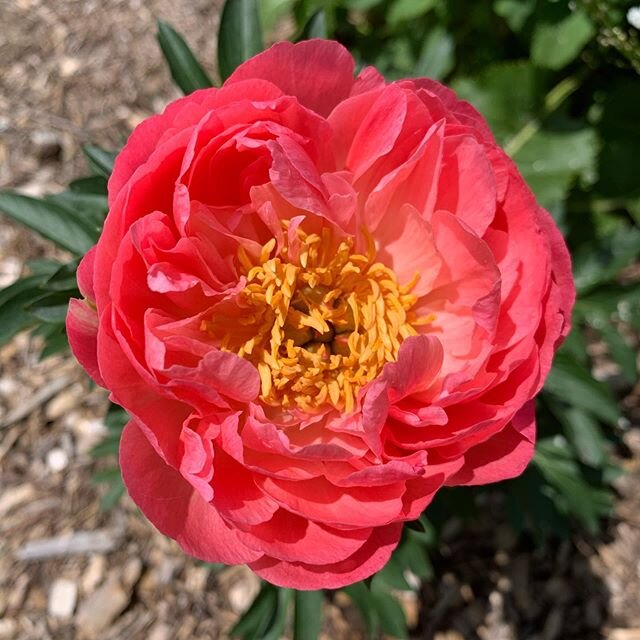 So much in bloom in the yard. Not looking forward to the late season hard frost blowing through tomorrow. 😕 #flowers #flowersofinstagram #healthyathome #teamkentucky