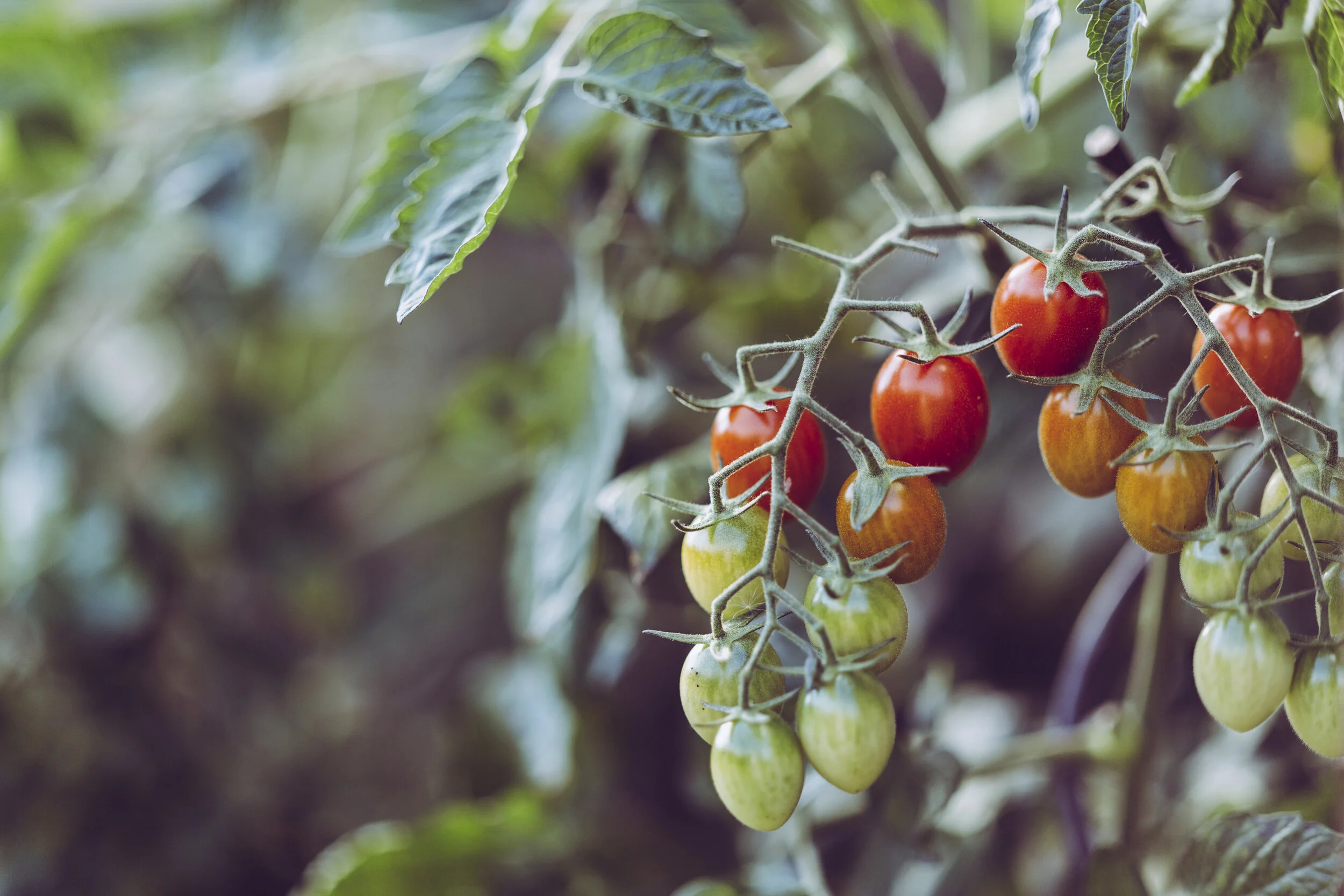 7 Steps to a Great Vegetable Garden