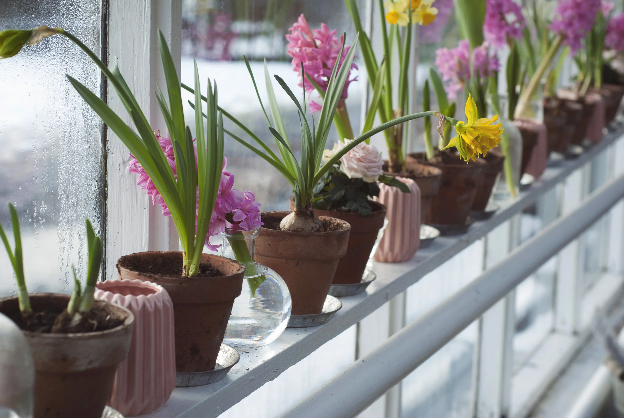 How To Store Bulbs and Dry Herbs