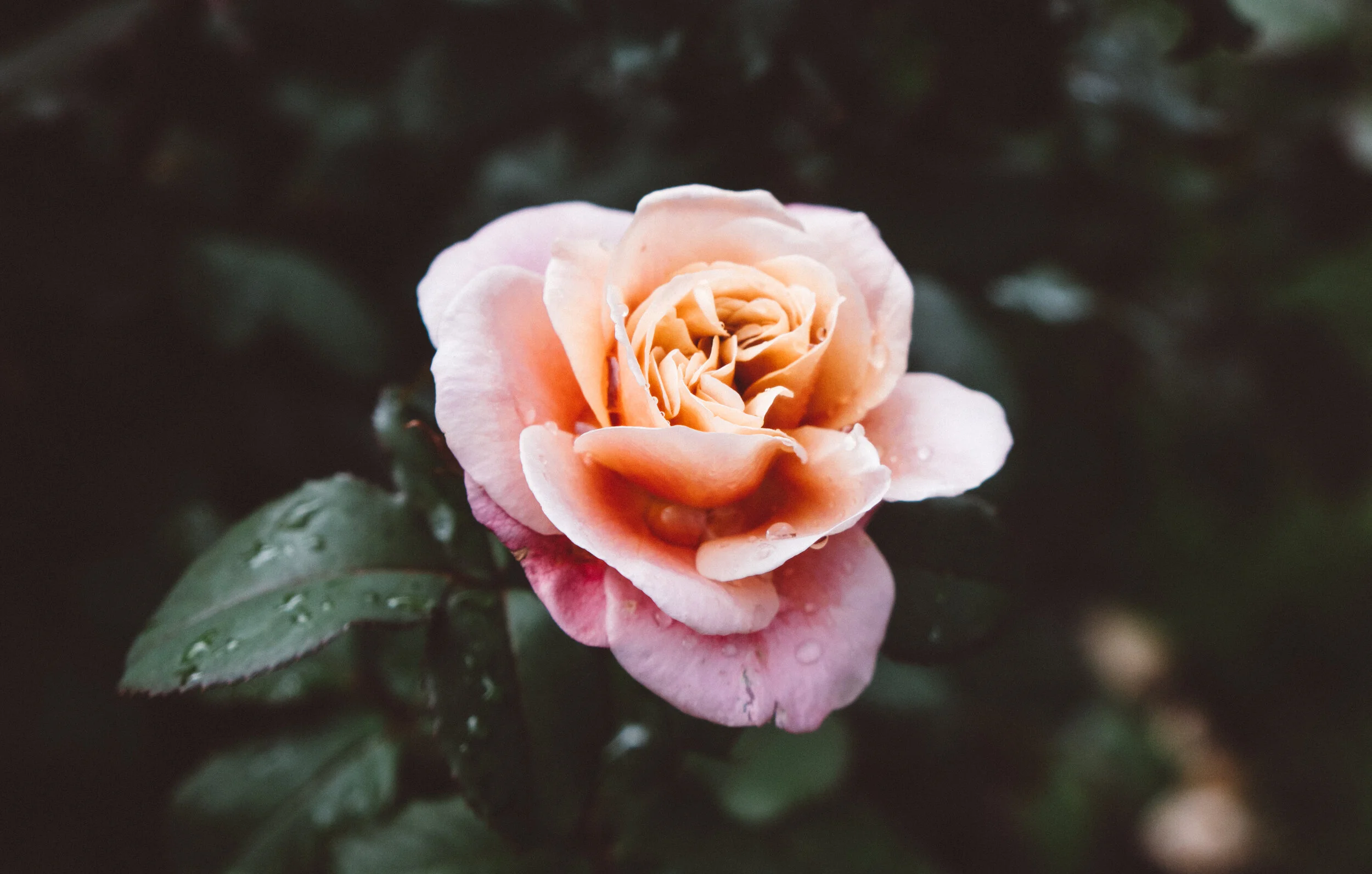 How to Protect your Plants