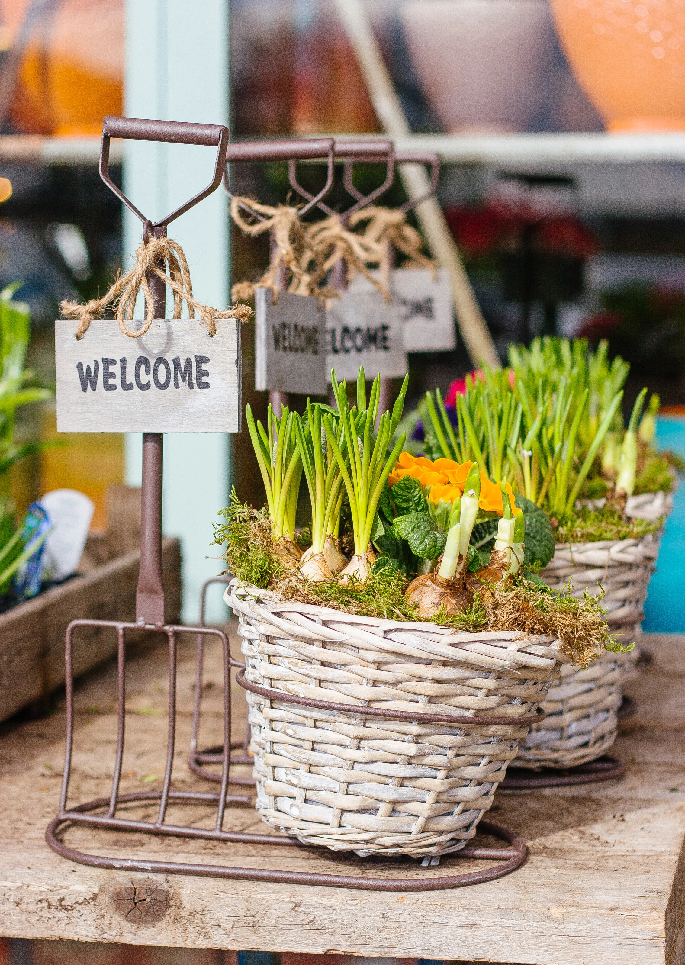 How to Grow Spring Bulbs in Containers