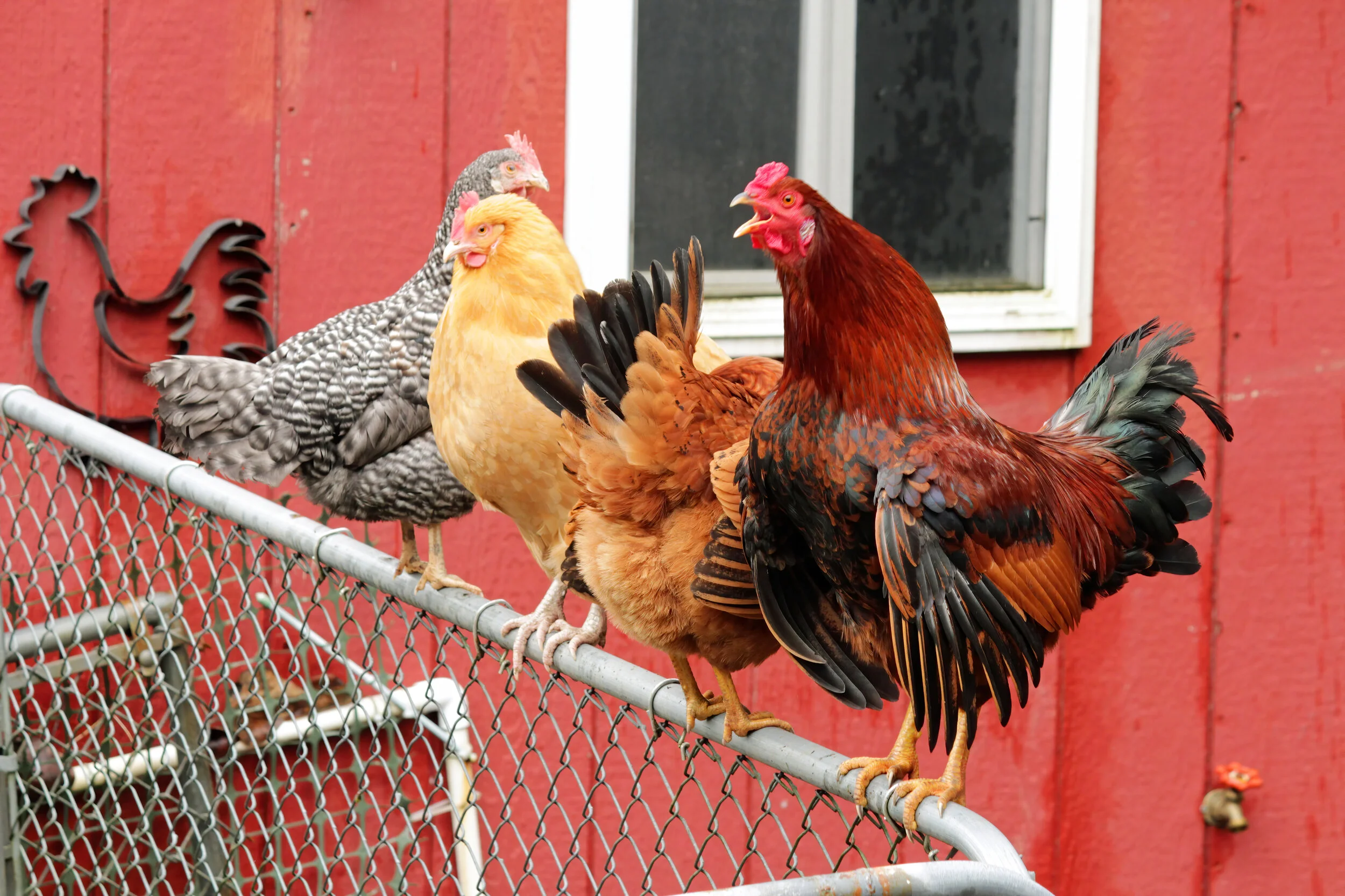 Chickens in the City