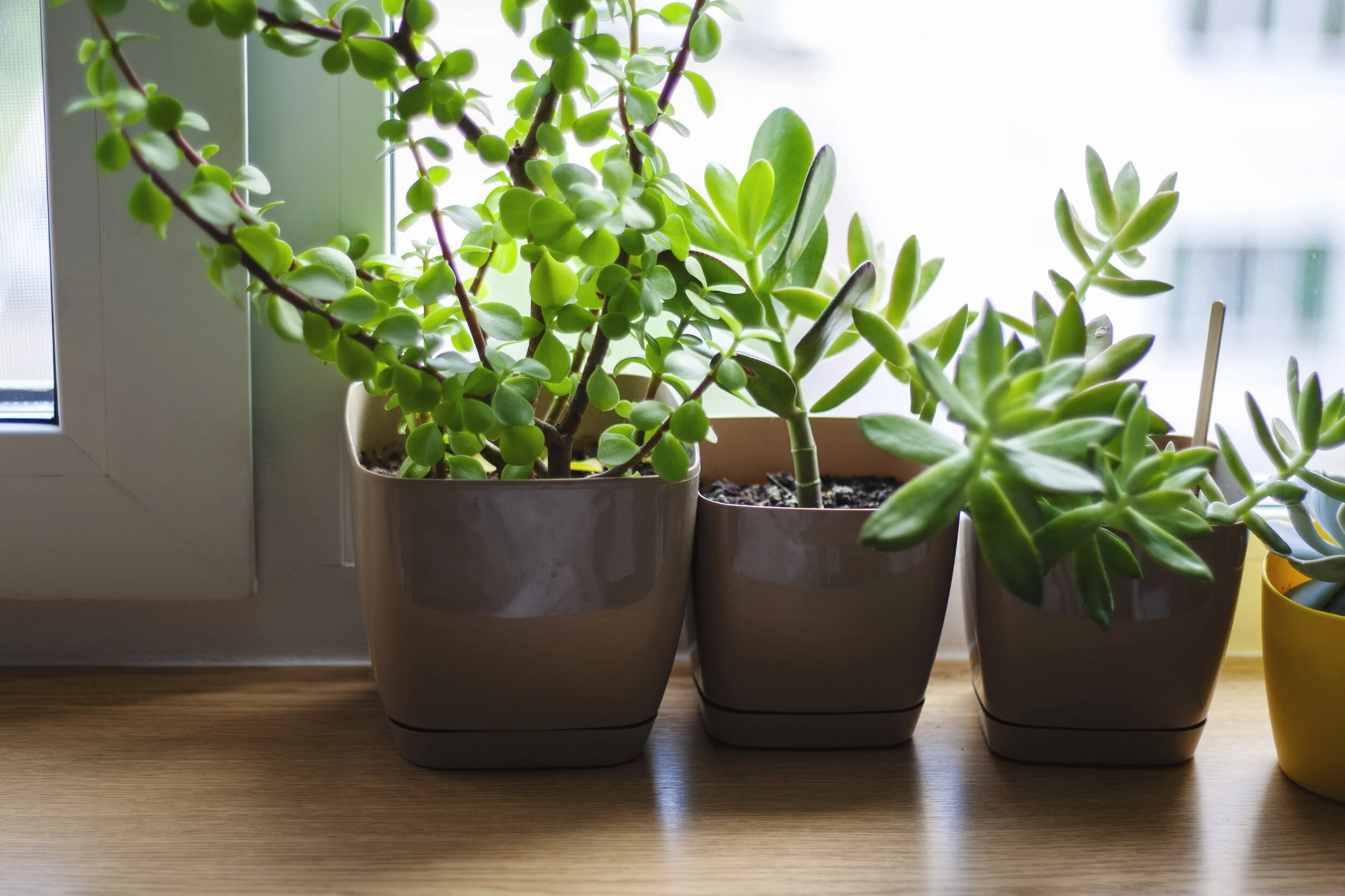 Using Houseplants for a Healthy Home