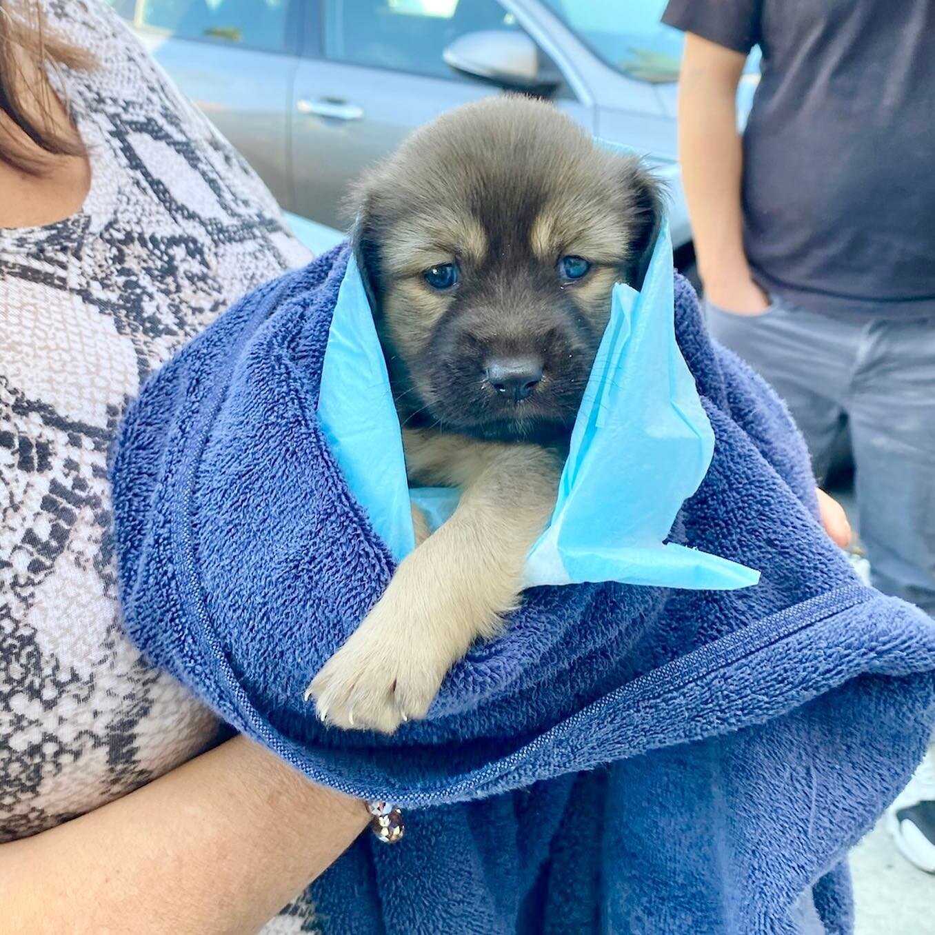 🚨ONLY SURVIVOR. Some unknown people walked up to an OC vet with two five-week-old Shepherd-Husky pups wrapped in towels and claimed four others had died. They had been feeding them cat food. They were trying to hand them to the vet that didn't know 