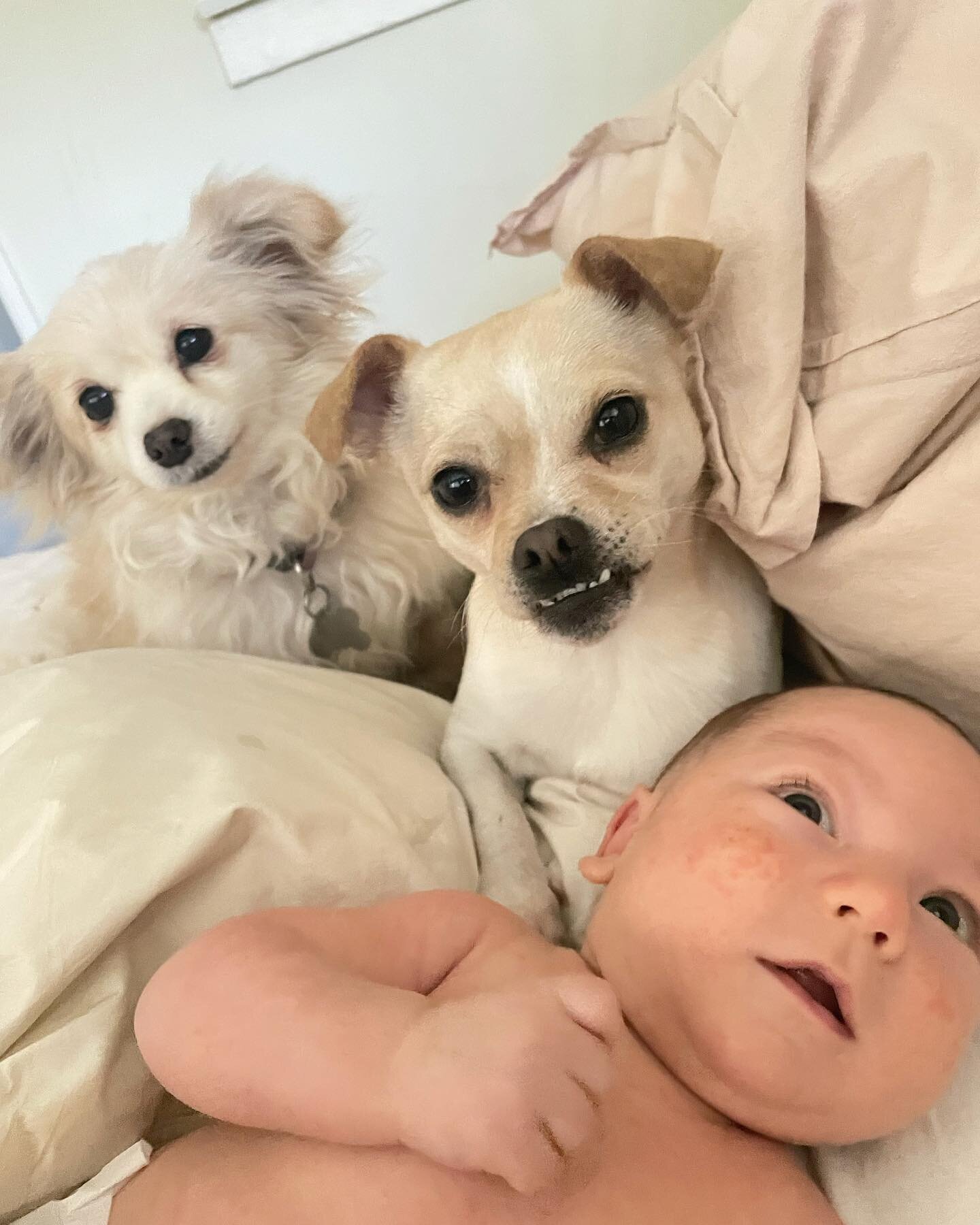 TRB ALUM: NEW HIRES! This right HERE. Bjorn &amp; Dina were both Adopted - one at a time - from us by a GREAT, Charming Fam. Well, that lovely Family grew recently and both Bjorn &amp; Dona were HIRED as Full Time Nannies to their New Human, and the 