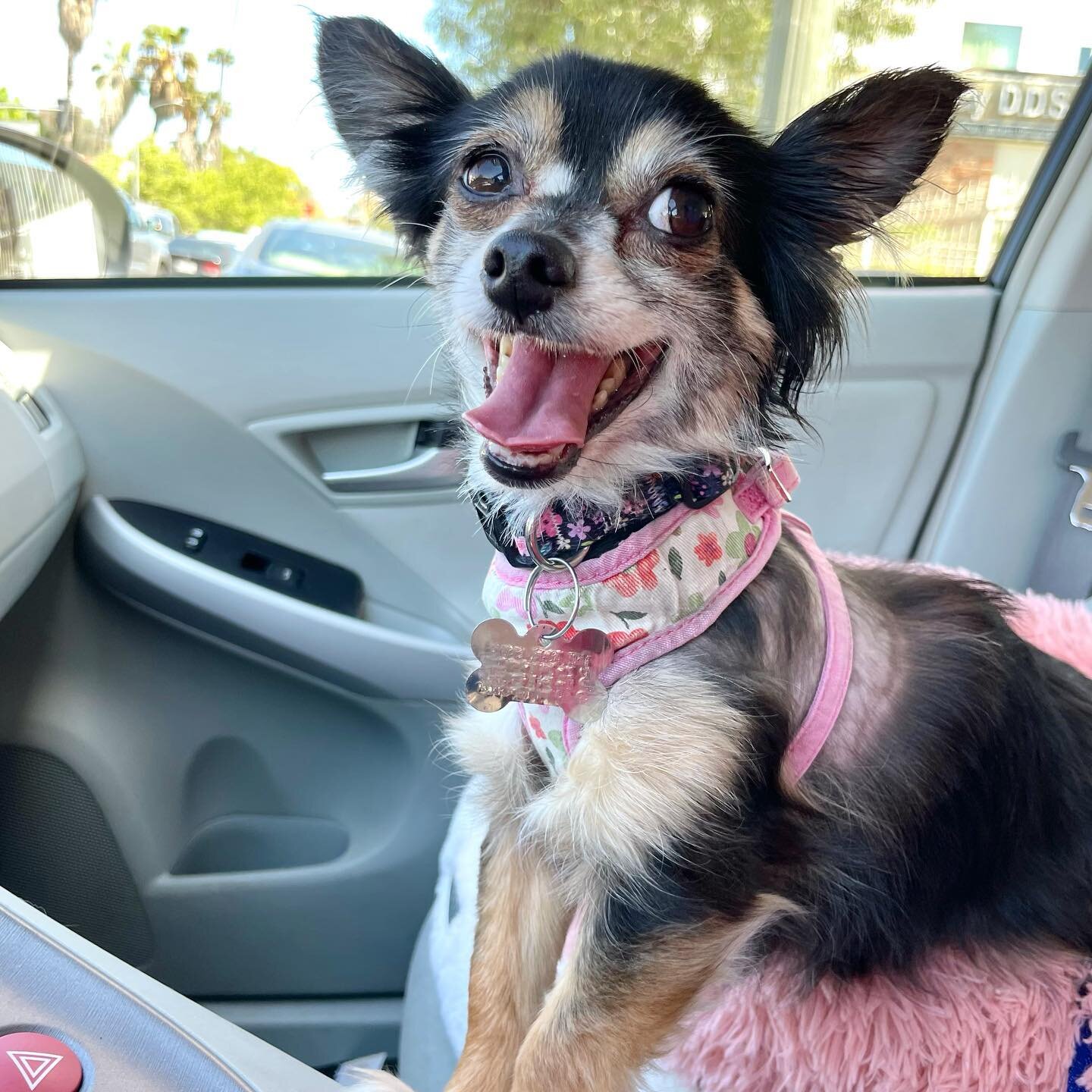 THIS TINY SURVIVOR! Little six pound Darlene McBean was found stray and had been attacked by a large dog and had a horrific puncture to her neck. Our friends at Tulare Animal Care scooped her up and took her in. She was put under, and they cleaned he
