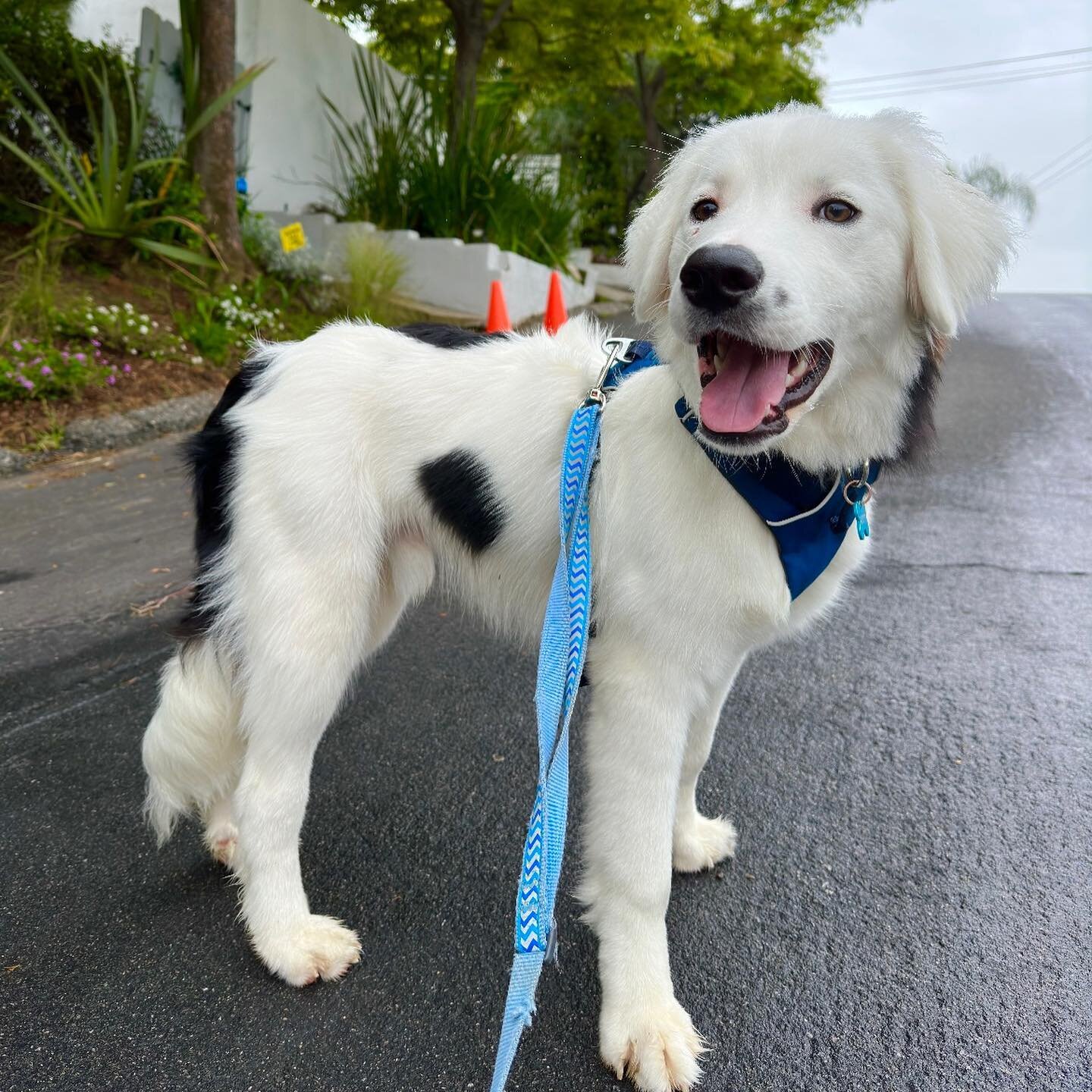 ROLEX HAS PERFECT TIMING! This HANDSOME kid - whose parents are English Sheepdogs - went into Foster with Camille &amp; Ed...and in a matter of Hours...Tick Tock Tick Tock... convinced this loving couple that they needed to WATCH &amp; Adore him for 