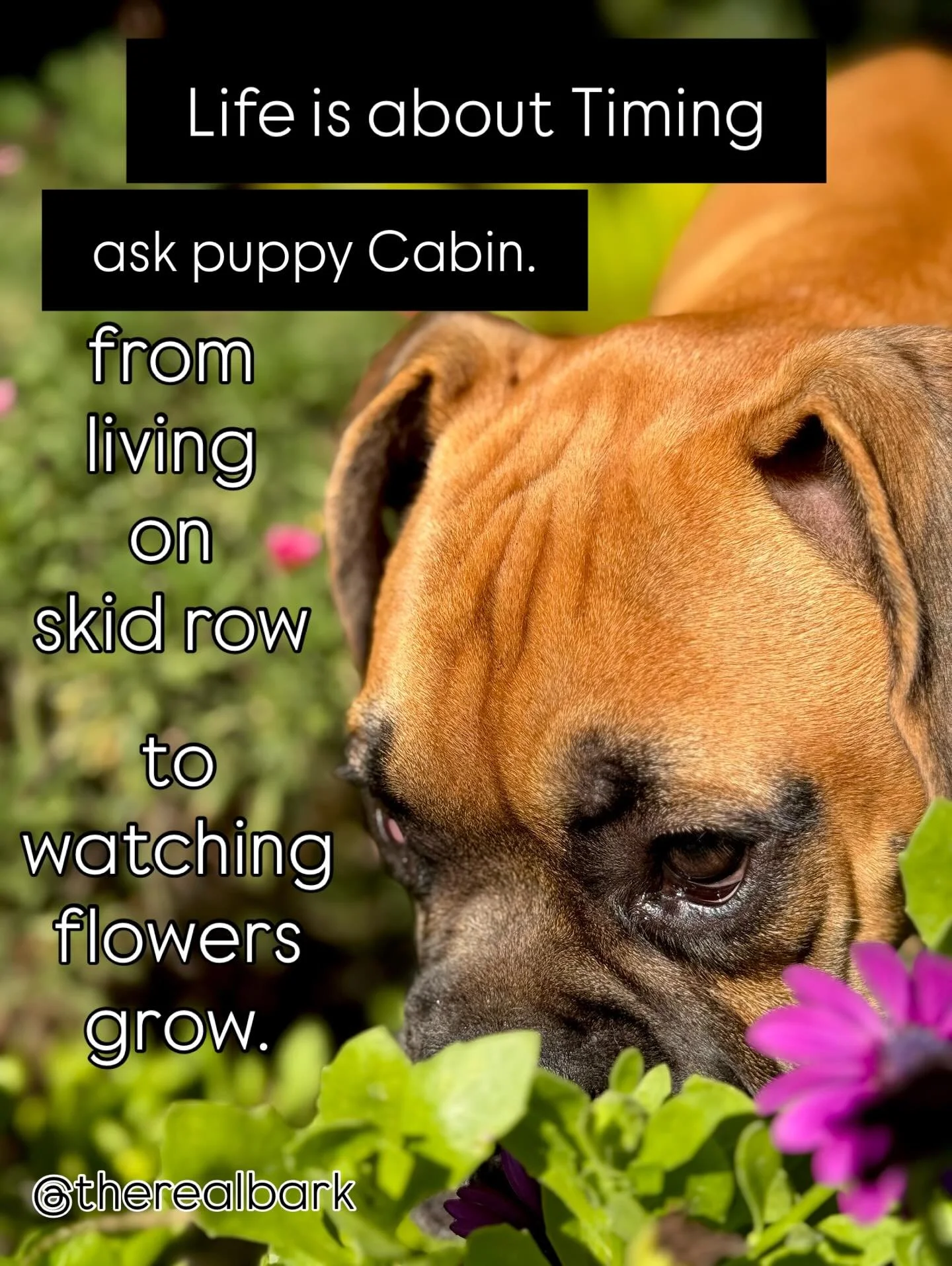 IT&rsquo;S NEVER BEEN HARDER HERE IN LA. The FACTS + numbers are brutal &hellip;and after some 20 years dedicating our ALL to Life-Saving, it is a challenge to scrape together the Financial &amp; Emotional resources, currently, to cover VETTING for s