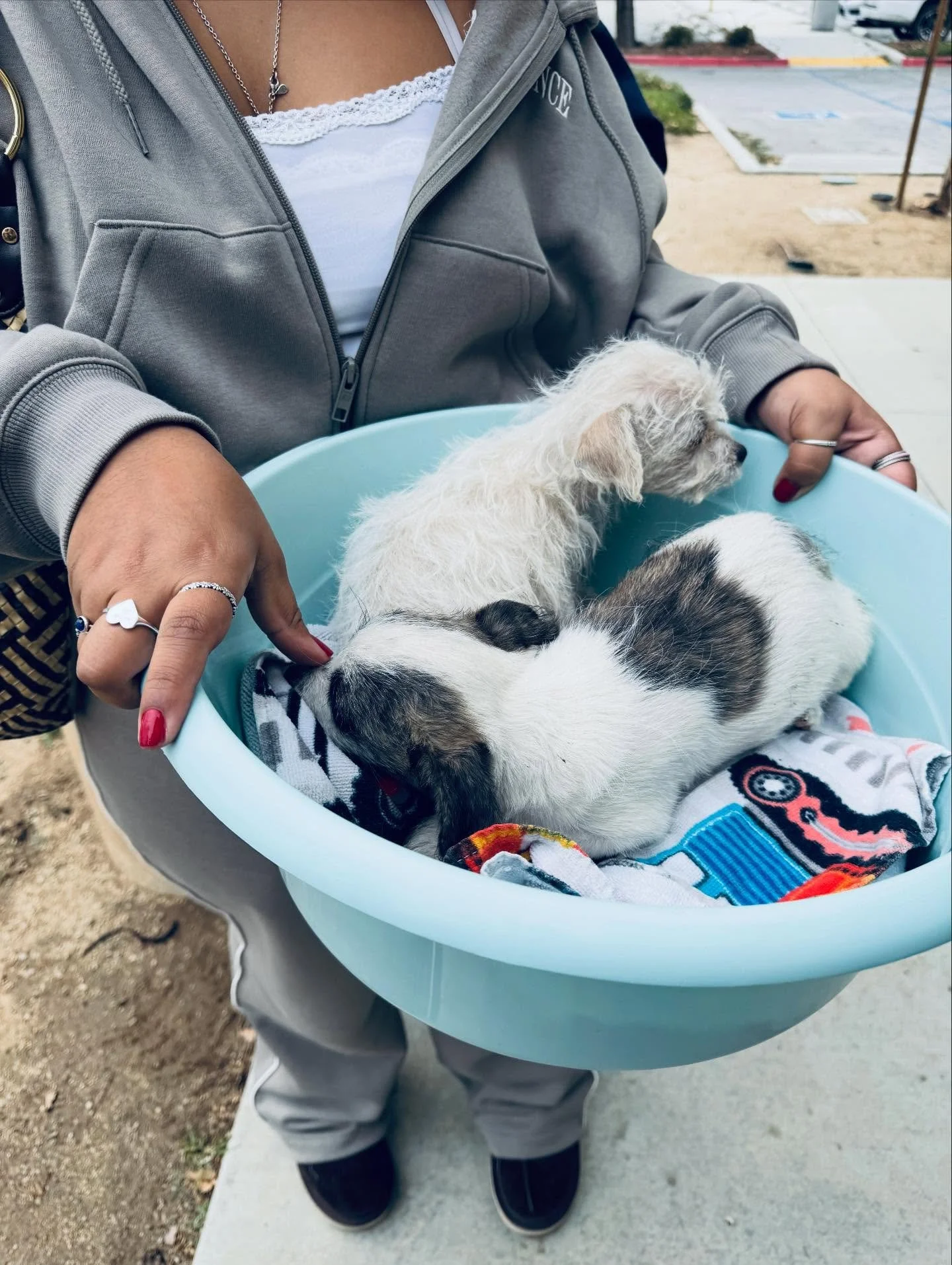 🚨REJECTED. YES, these poor pups - more victims of overpopulation via no spay/neuter enforcement - were TURNED AWAY from two shelters they were brought into. No space, no accommodations for pups, and they would &ldquo;die there anyway&rdquo; was one 