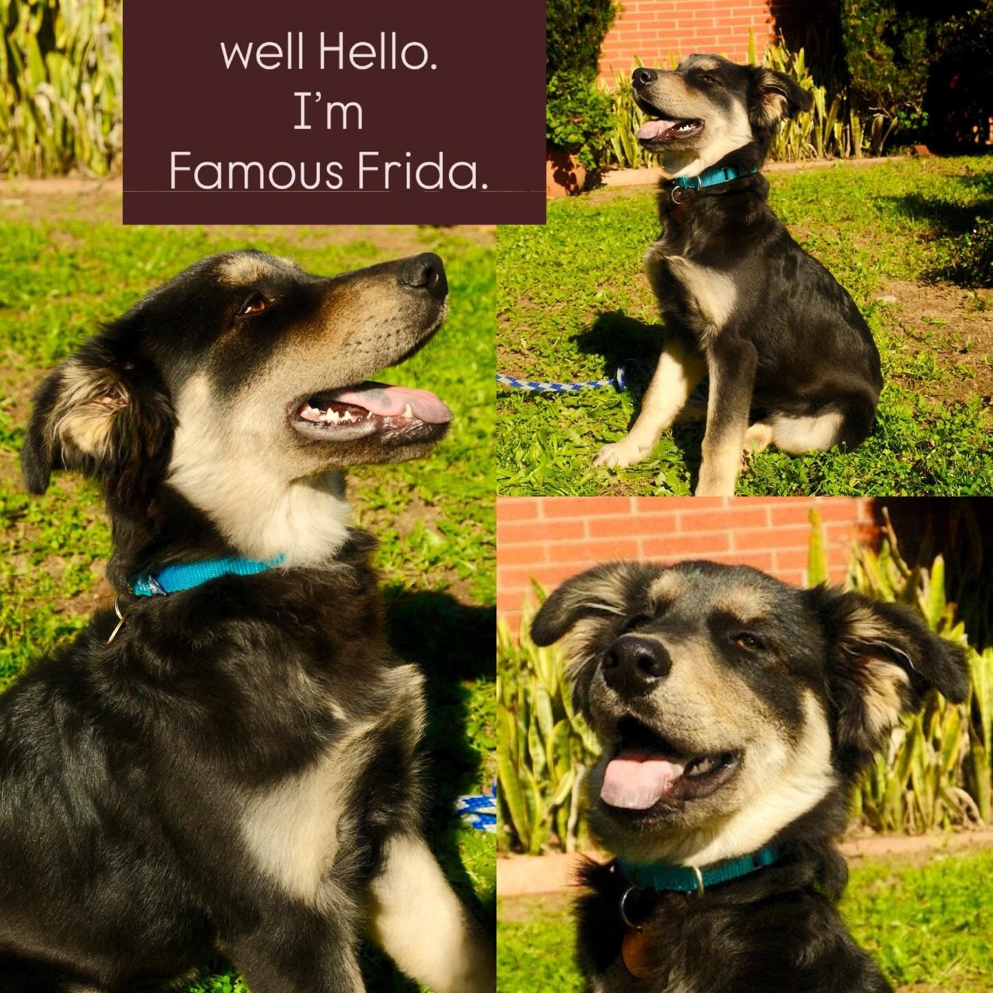 STUNNING PUP - FAMOUS FRIDA - WANTS TO ADOPT YOU! This SWEET mixed breed Beauty is just under four months, and a total lover. Smart, trained, great with others, and a total looker, Frida looks bigger than she is here, but she&rsquo;s absolutely conte