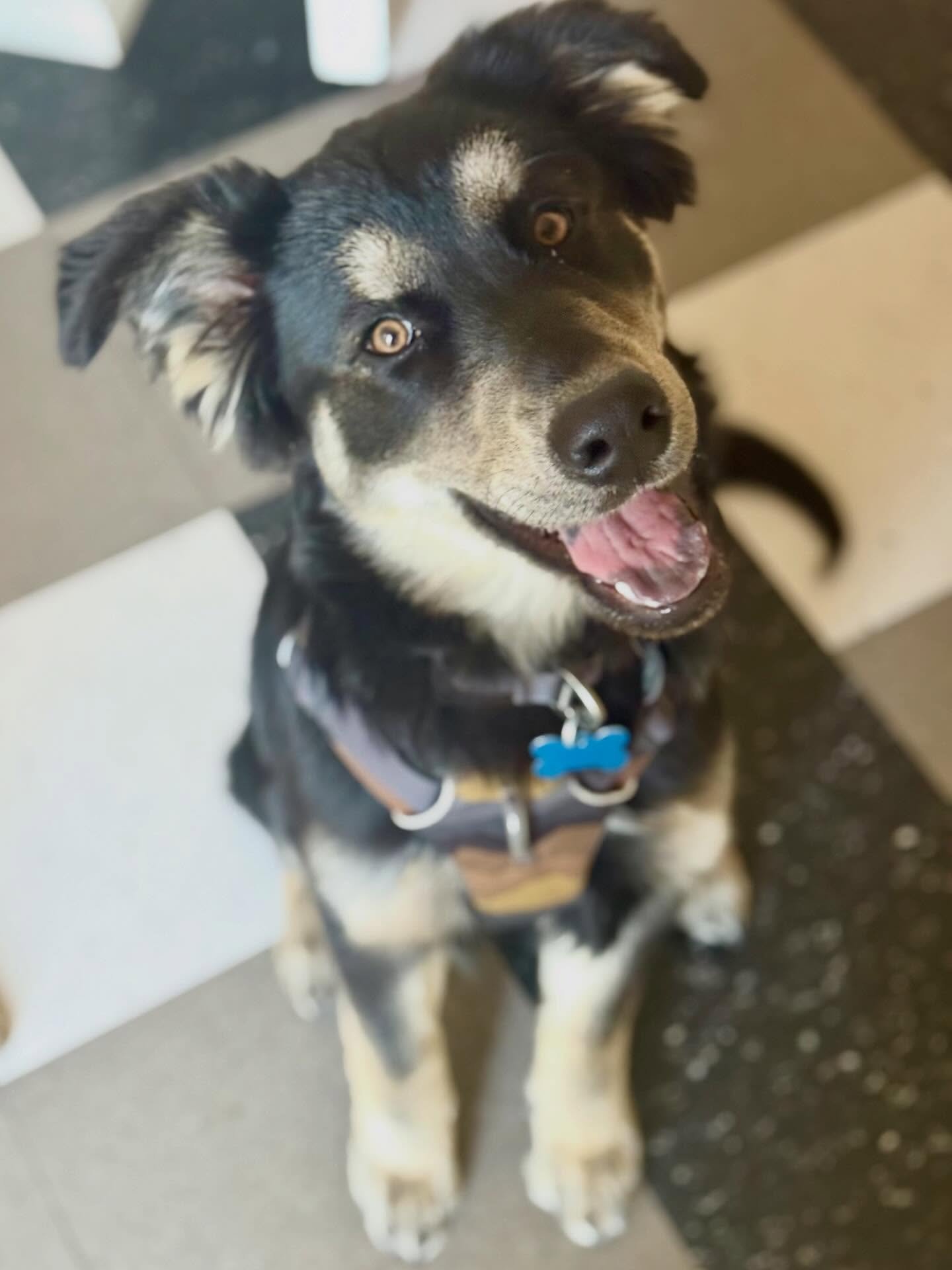 STUNNING PUPPY - FAMOUS FRIDA - IS SUCH A GOOD GIRL IT&rsquo;S RIDICULOUS.  This 4 month old stunner, is GREAT with Dogs, Cats &amp; People. Frida is waiting on her new fam&hellip;wondering who needs more JOY + LOVE in their life right about now? Kno