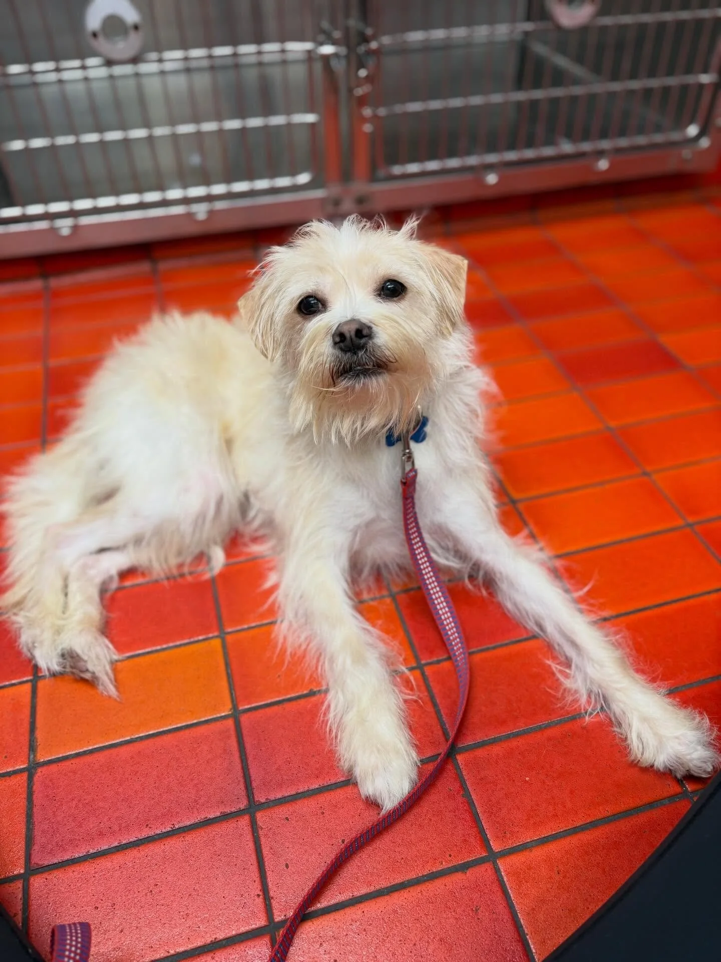 WE ALL KNOW what is going on with our shelters. Beyond capacity - so when we can stop a kid from being dropped off there we will. This handsome, young, SWEET boy, Frito L.A., was headed there with a very nice woman who had to give him up because of l