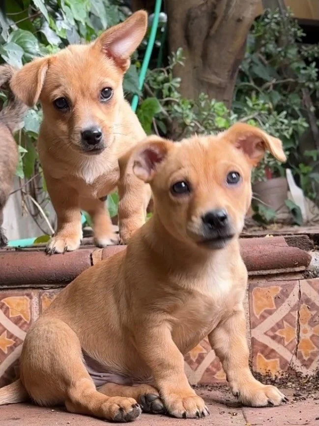 CONRAD &amp; BRODIE: BROTHERS SEEKING OTHERS. These two little adorable 12 week old sibs are ready to find their Adoptive Fams. Their mama is a poodle mix, and dad appears to be a Chi. No more baby time for mom, and happy to oversee that. Both of the
