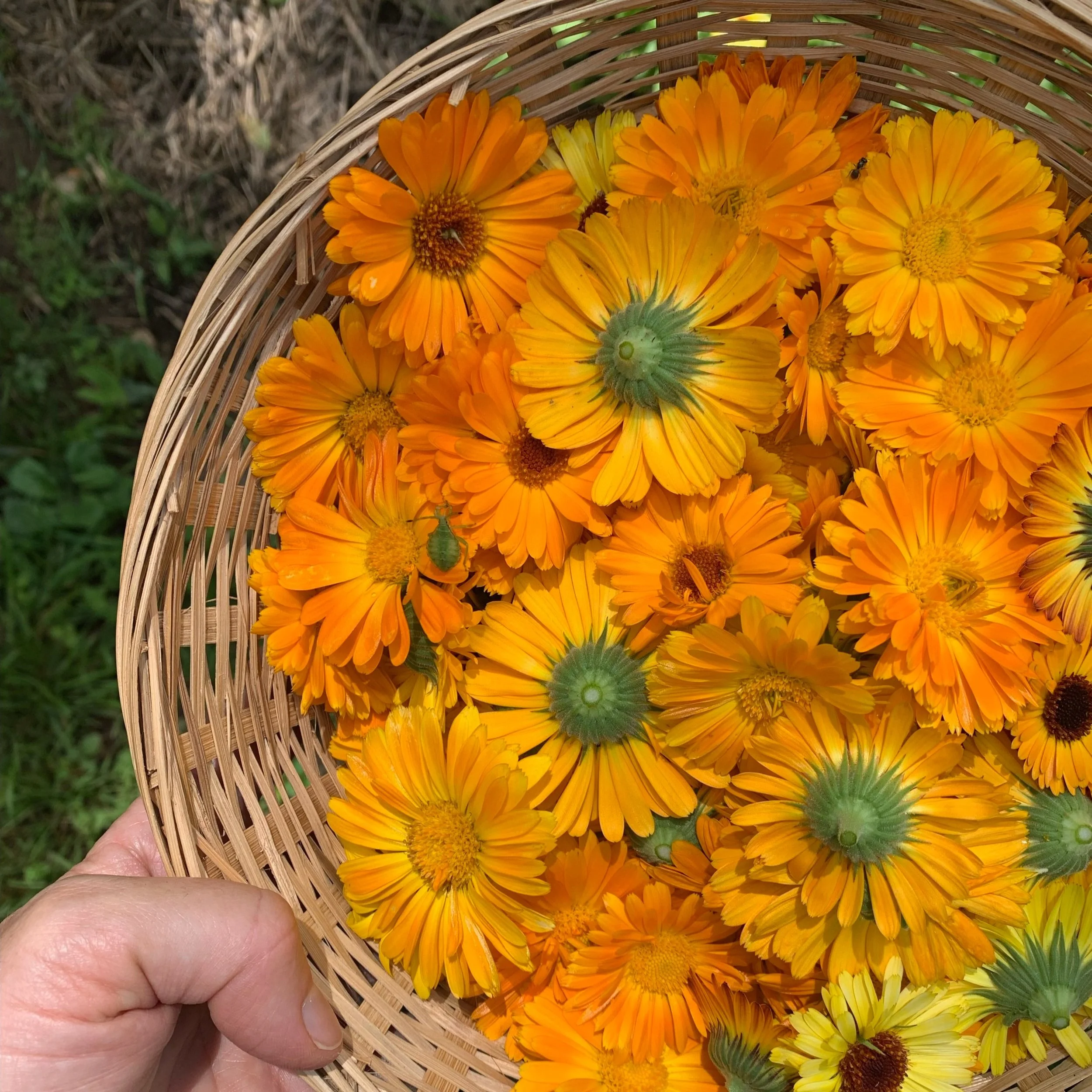 Calendula Flower Essence