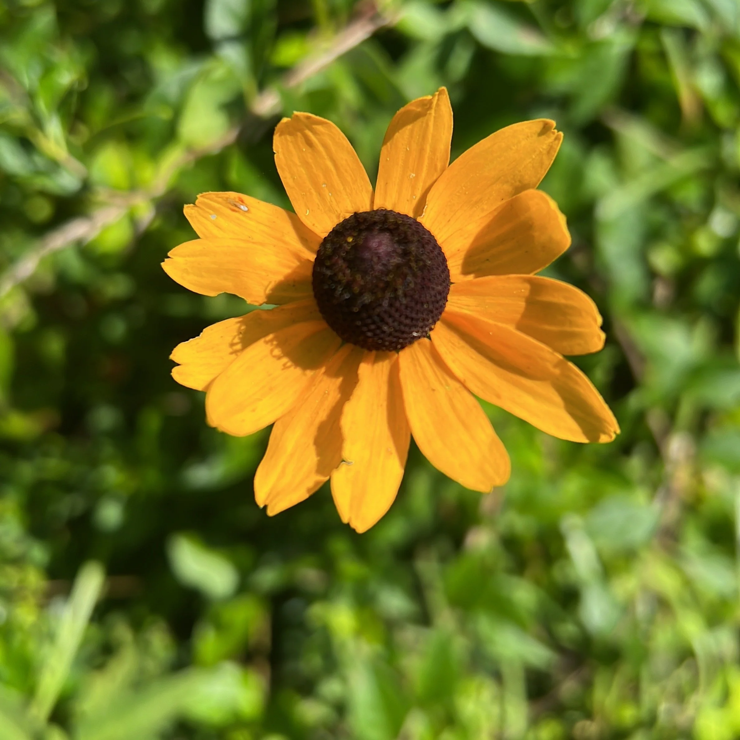Brown Eyed Susan Flower Essence
