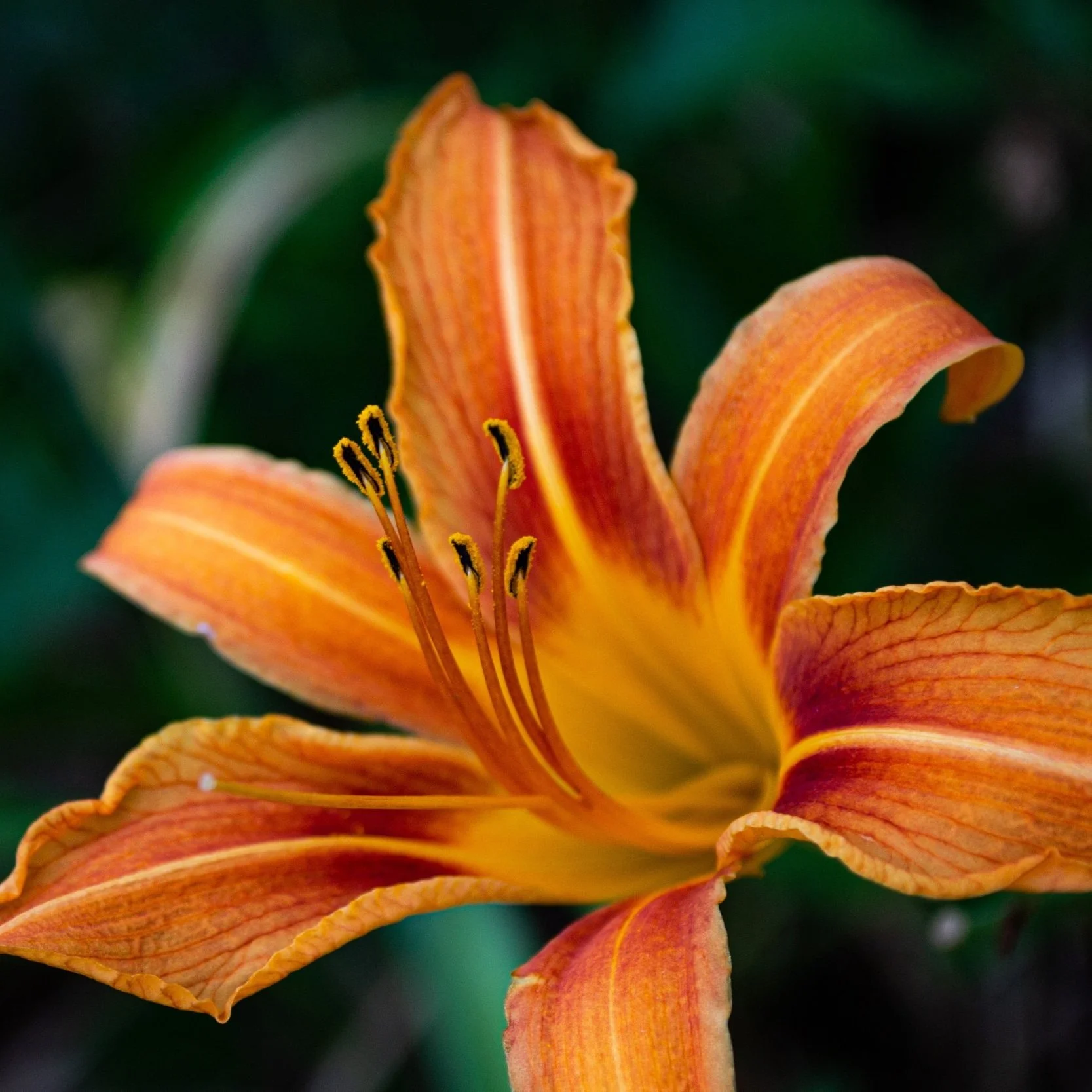 Tiger Lily Flower Essence