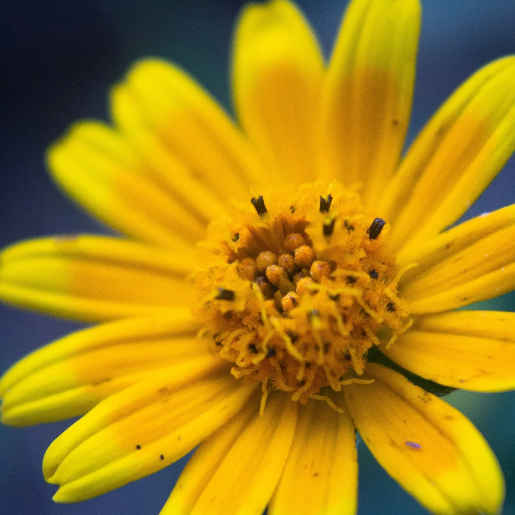 Arnica Flower Essence