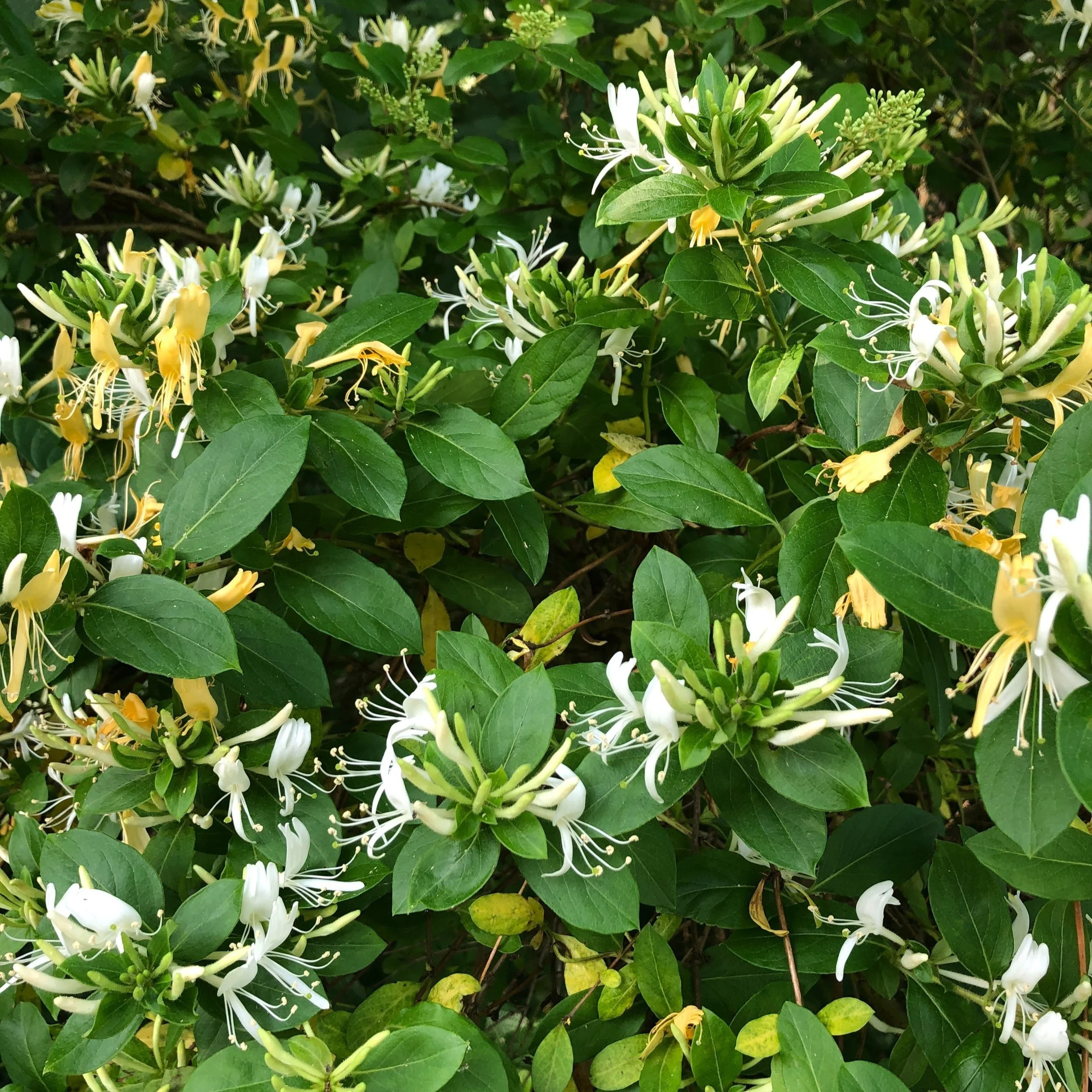 Honeysuckle Flower Essence