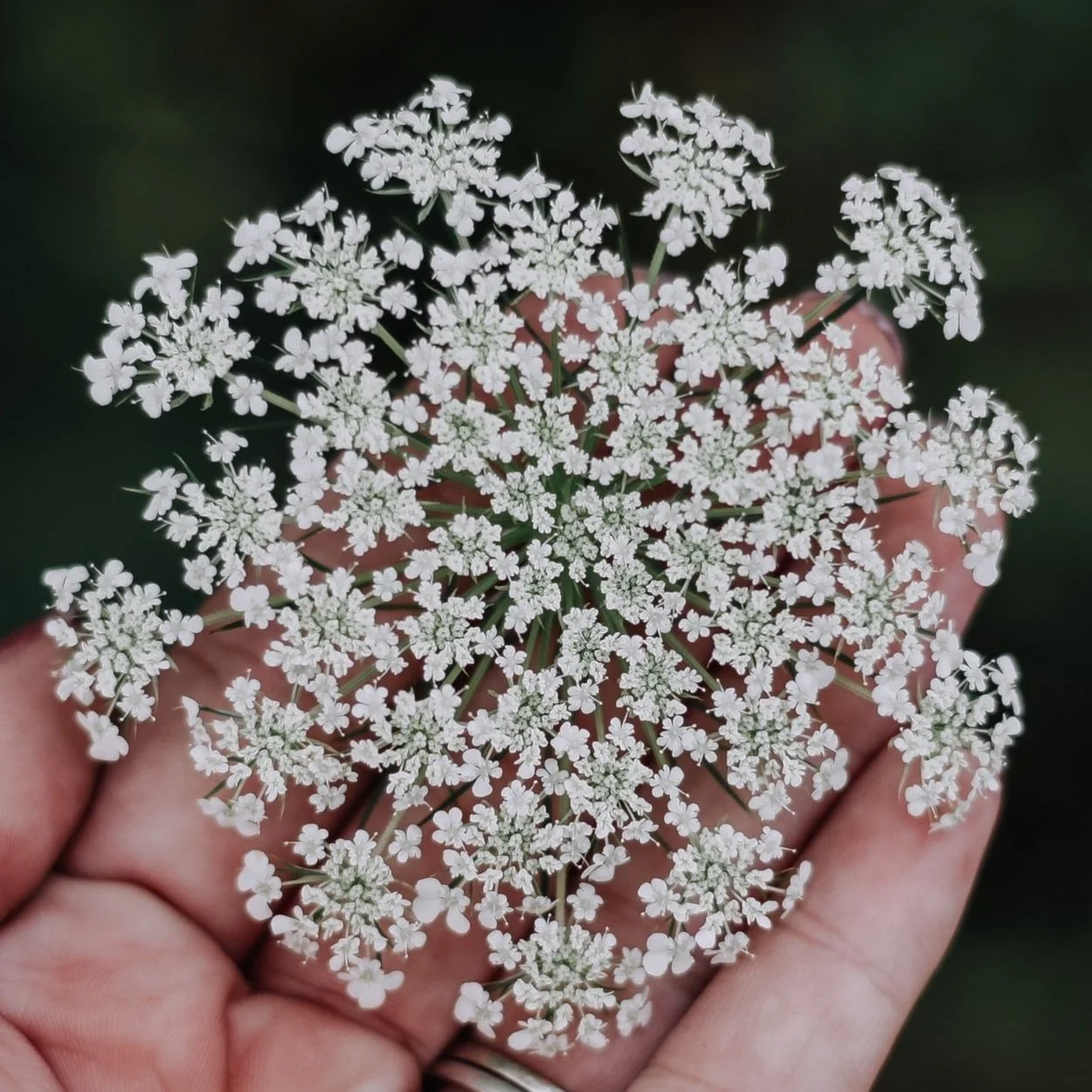 Yarrow Flower Essence