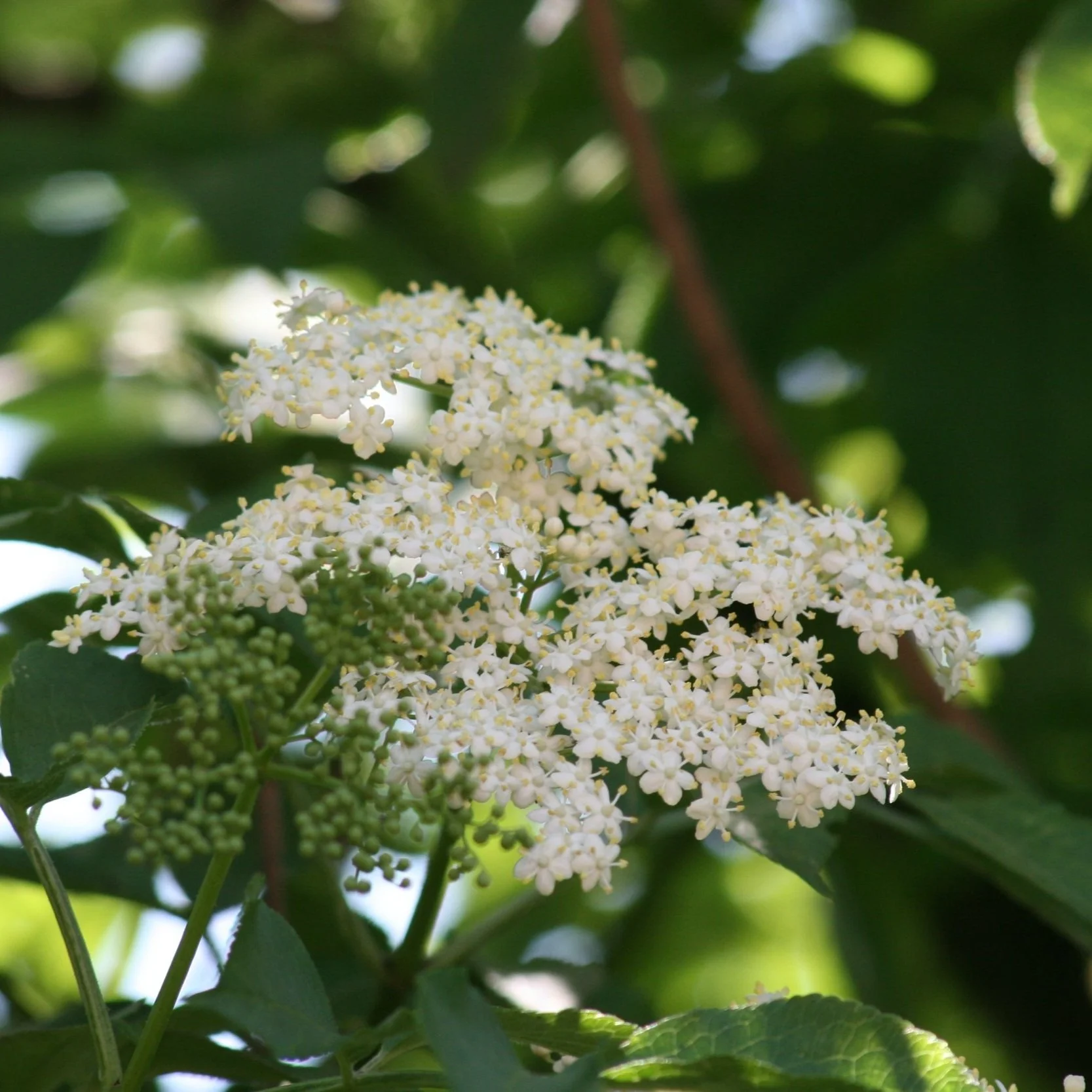 Elder Flower Essence