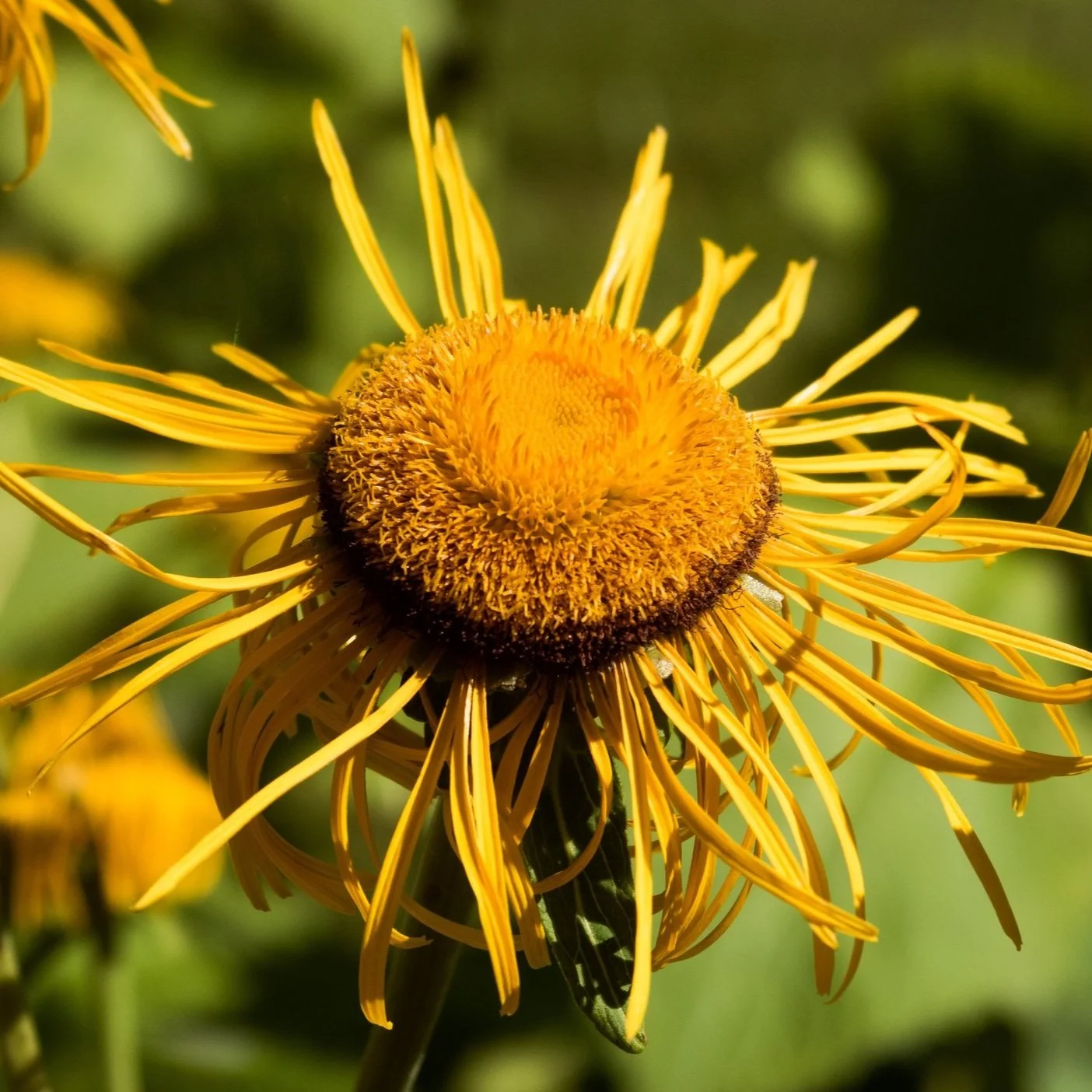 Elecampane Flower Essence