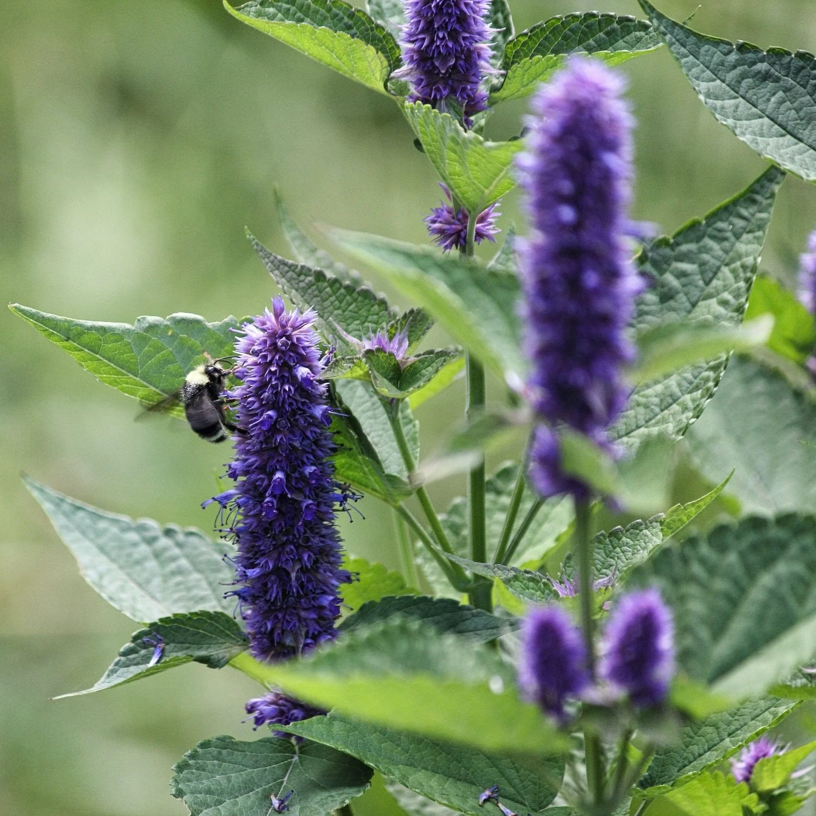 Anise Hyssop Flower Essence