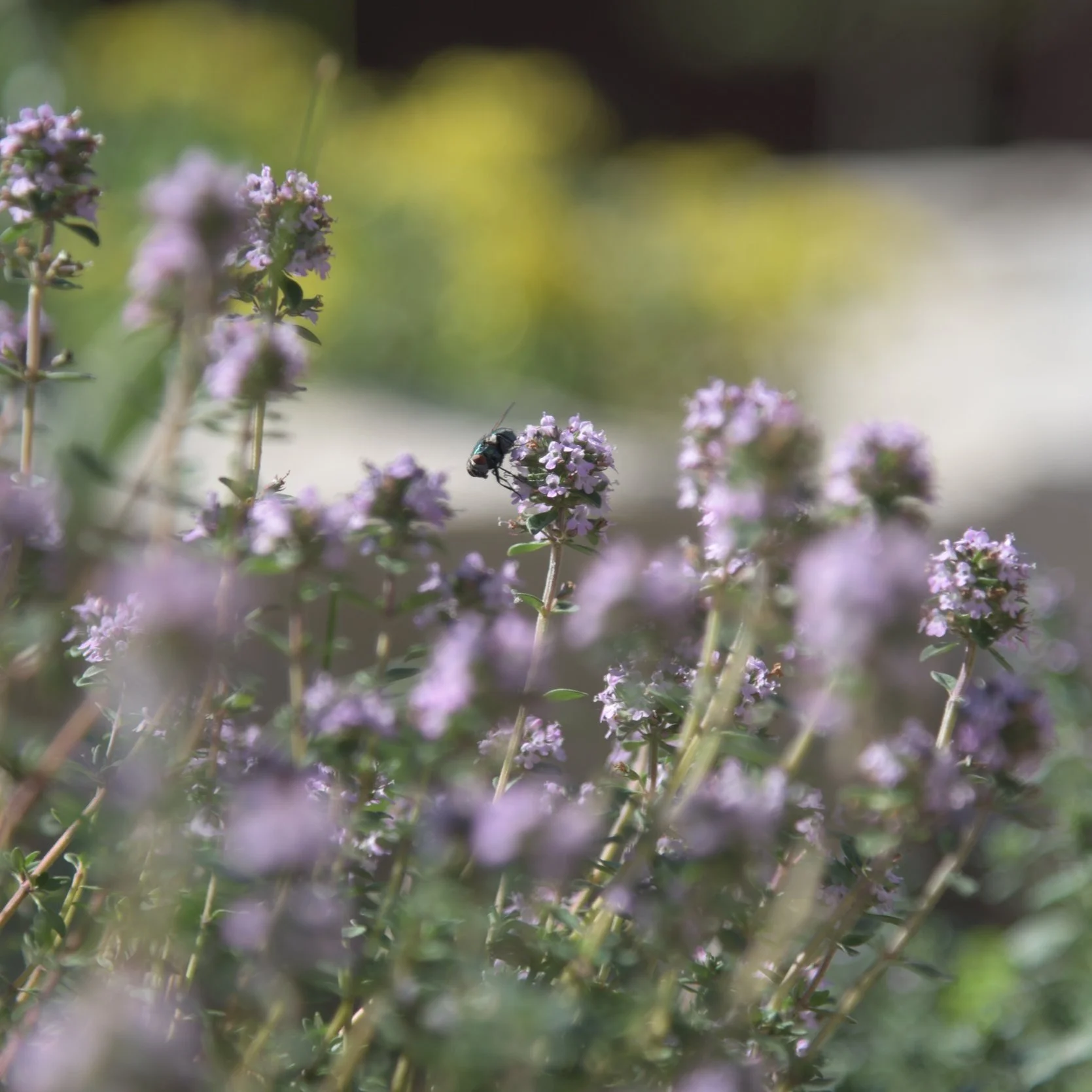 Thyme Flower Essence
