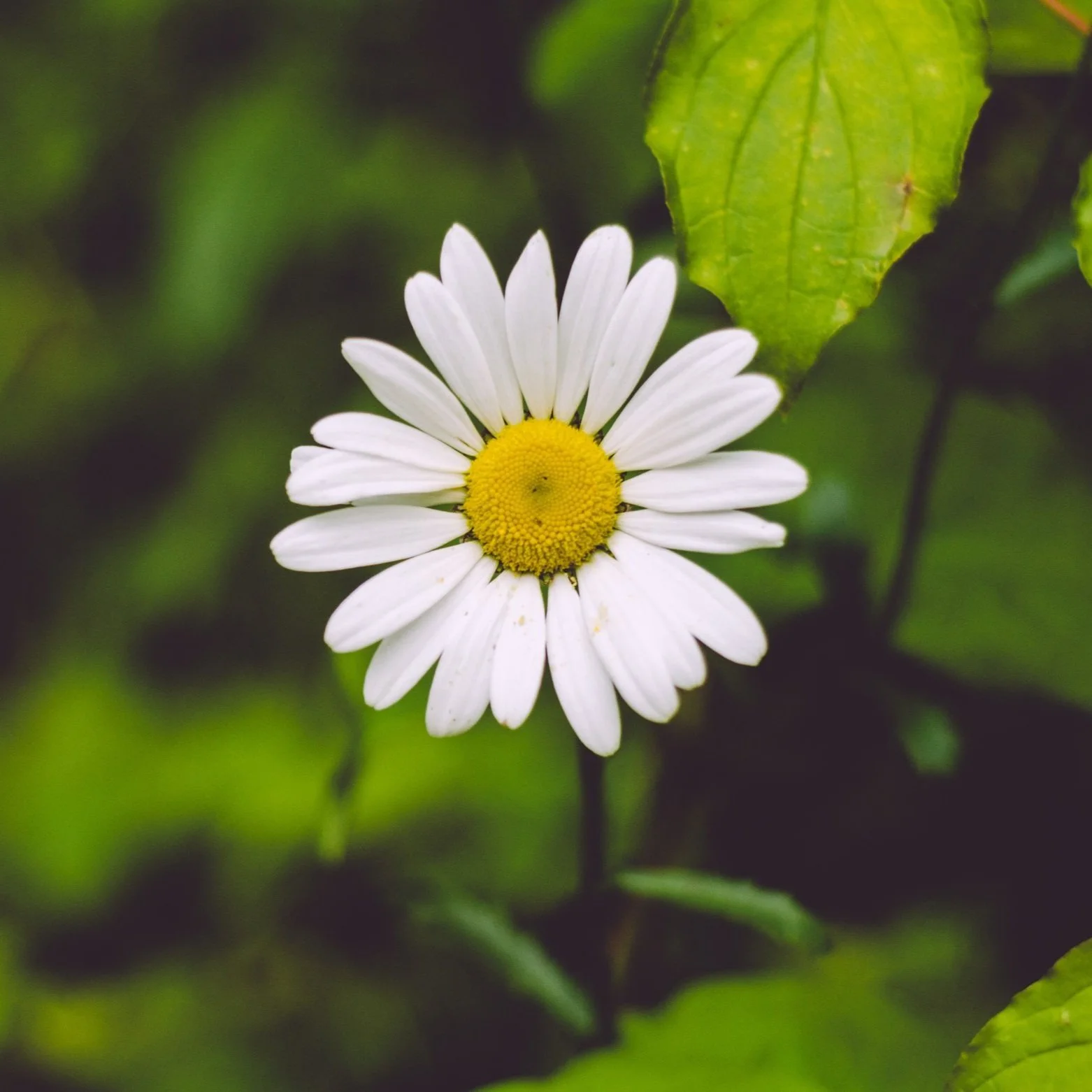 Shasta Daisy Flower Essence
