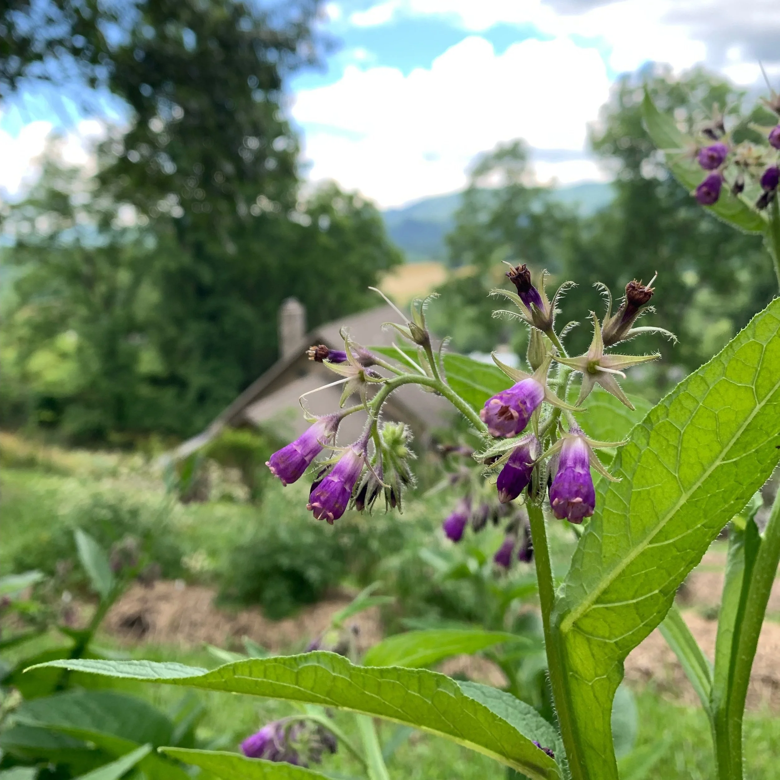 Comfrey Flower Essence