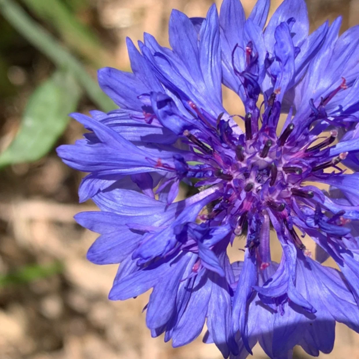 Blue Cornflower Flower Essence