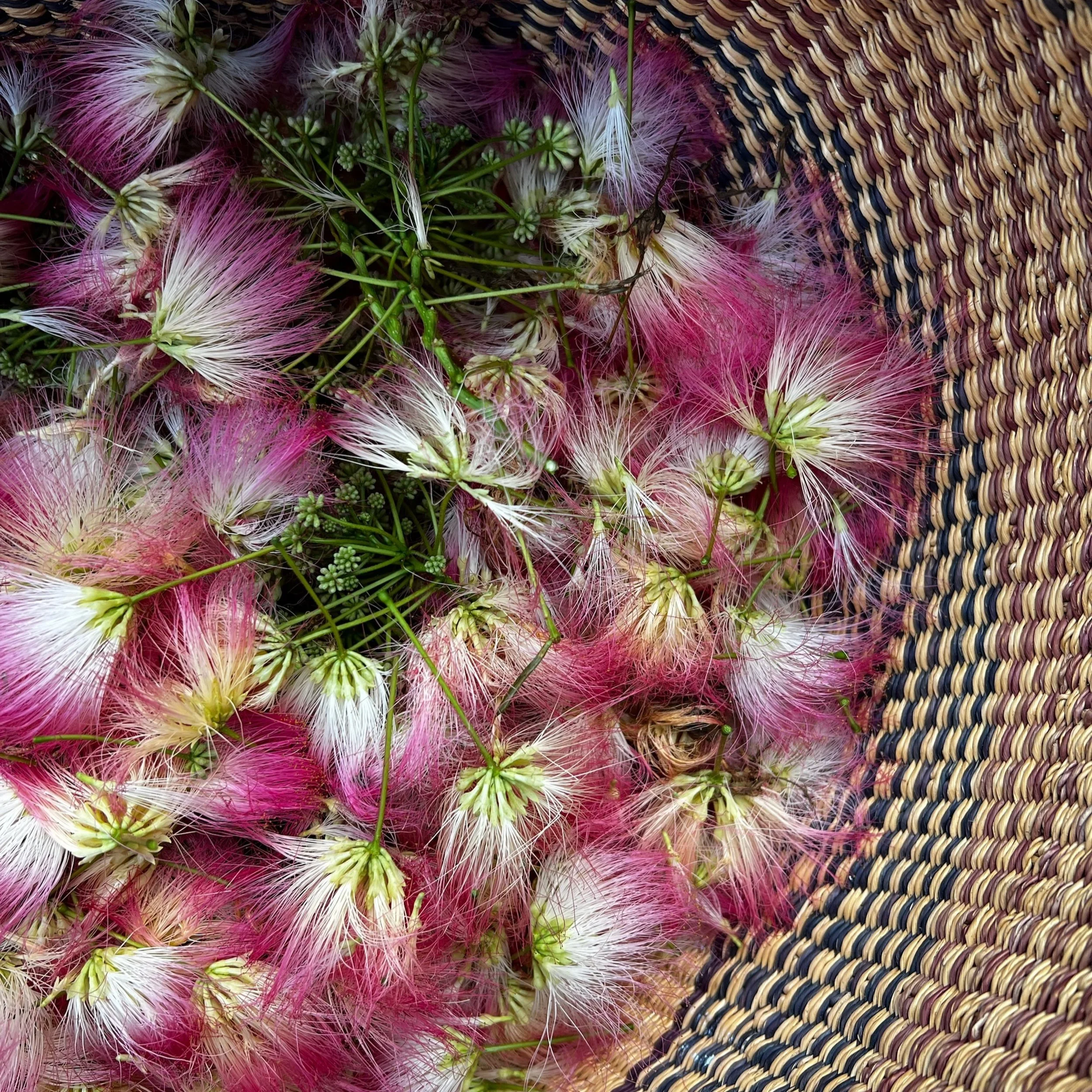 Mimosa Flower Essence