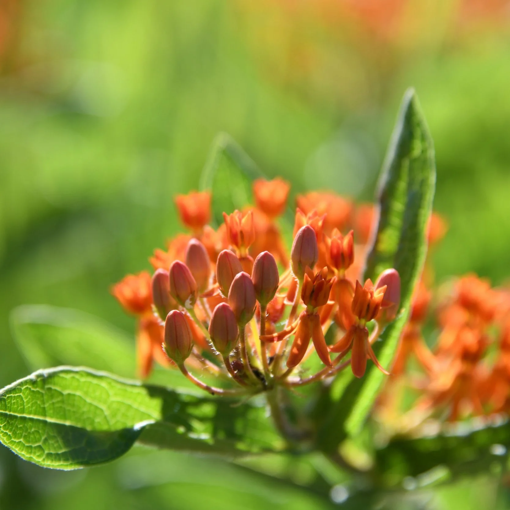 Pleurisy Flower Essence