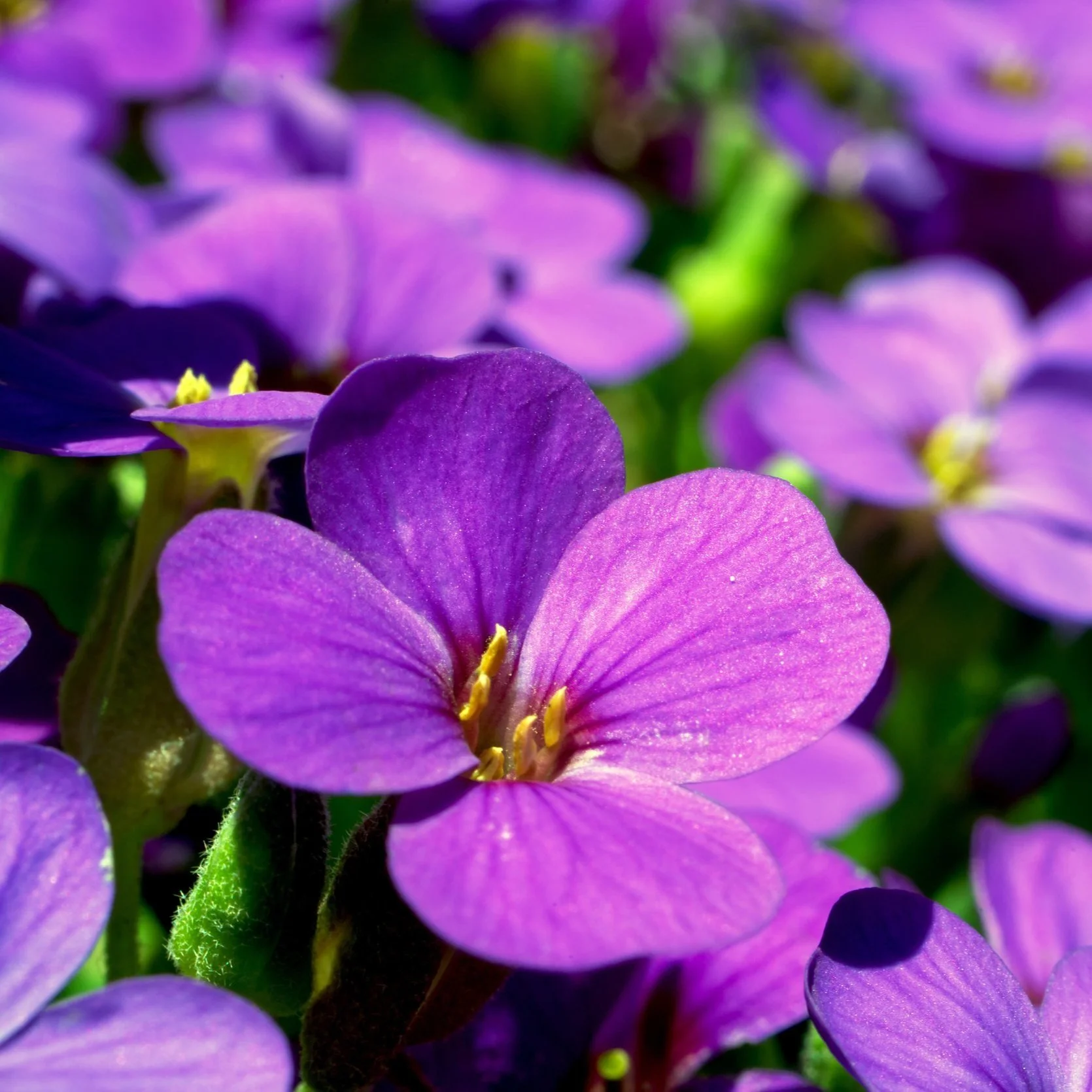 Sweet Violet Flower Essence
