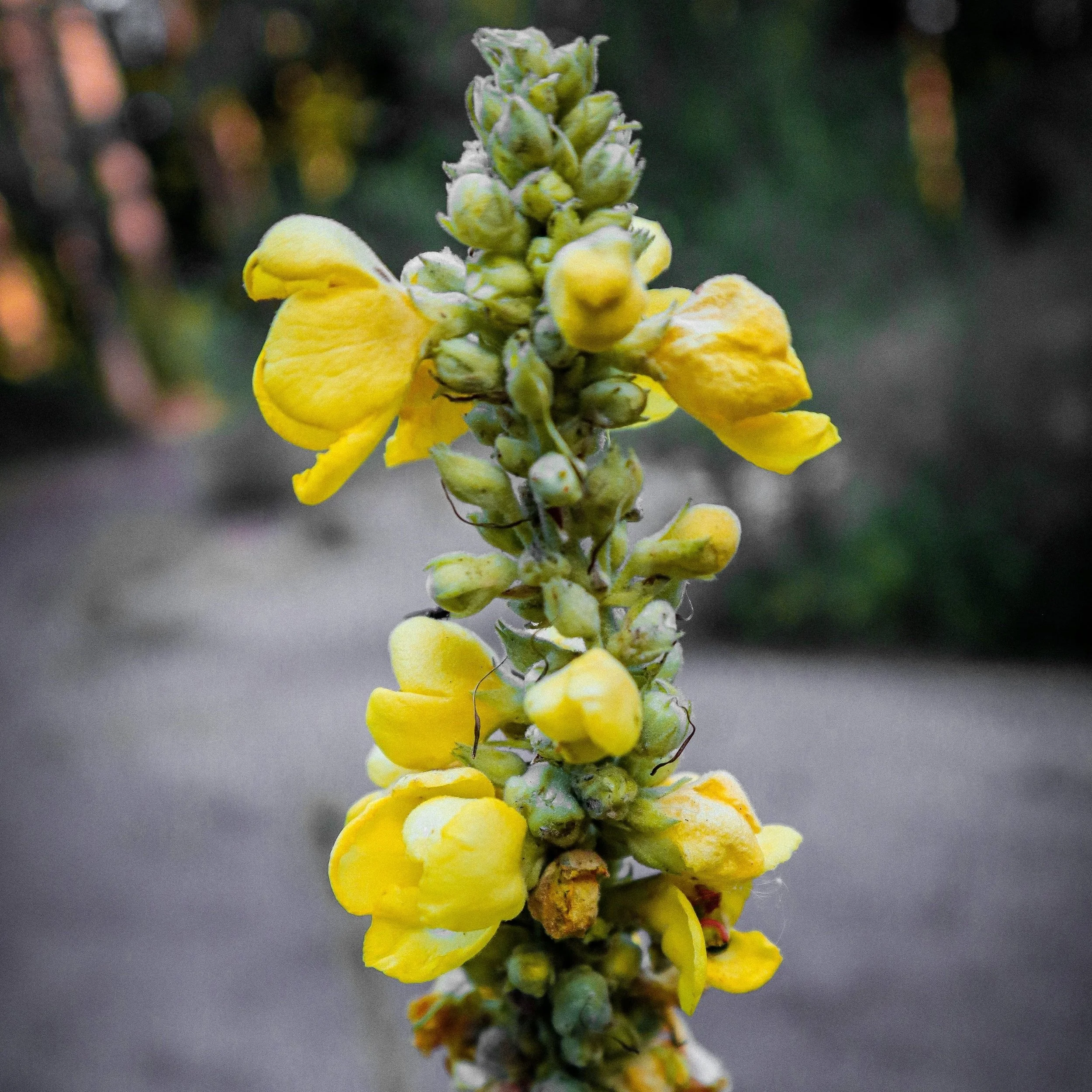 Mullein Flower Essence