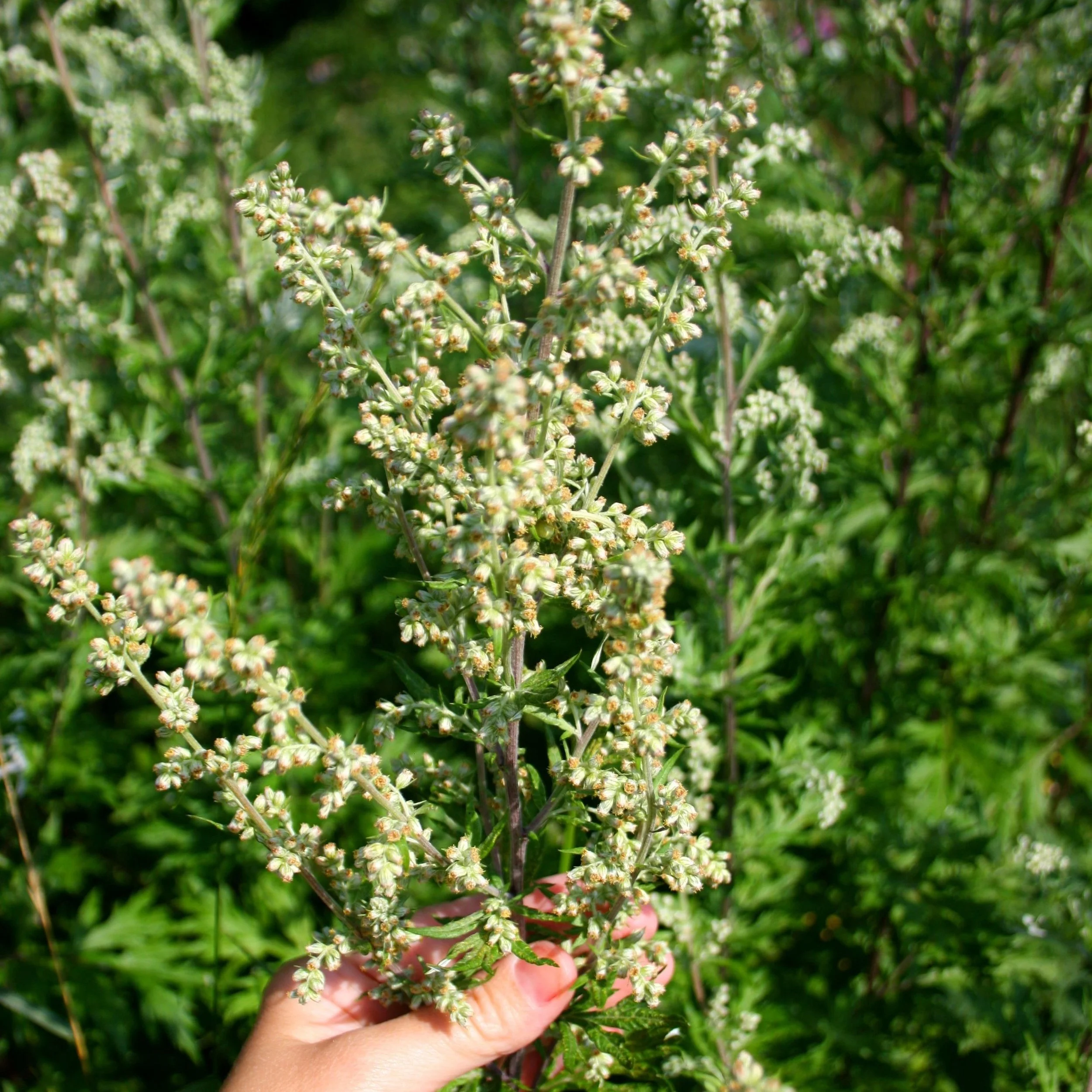 Mugwort Flower Essence