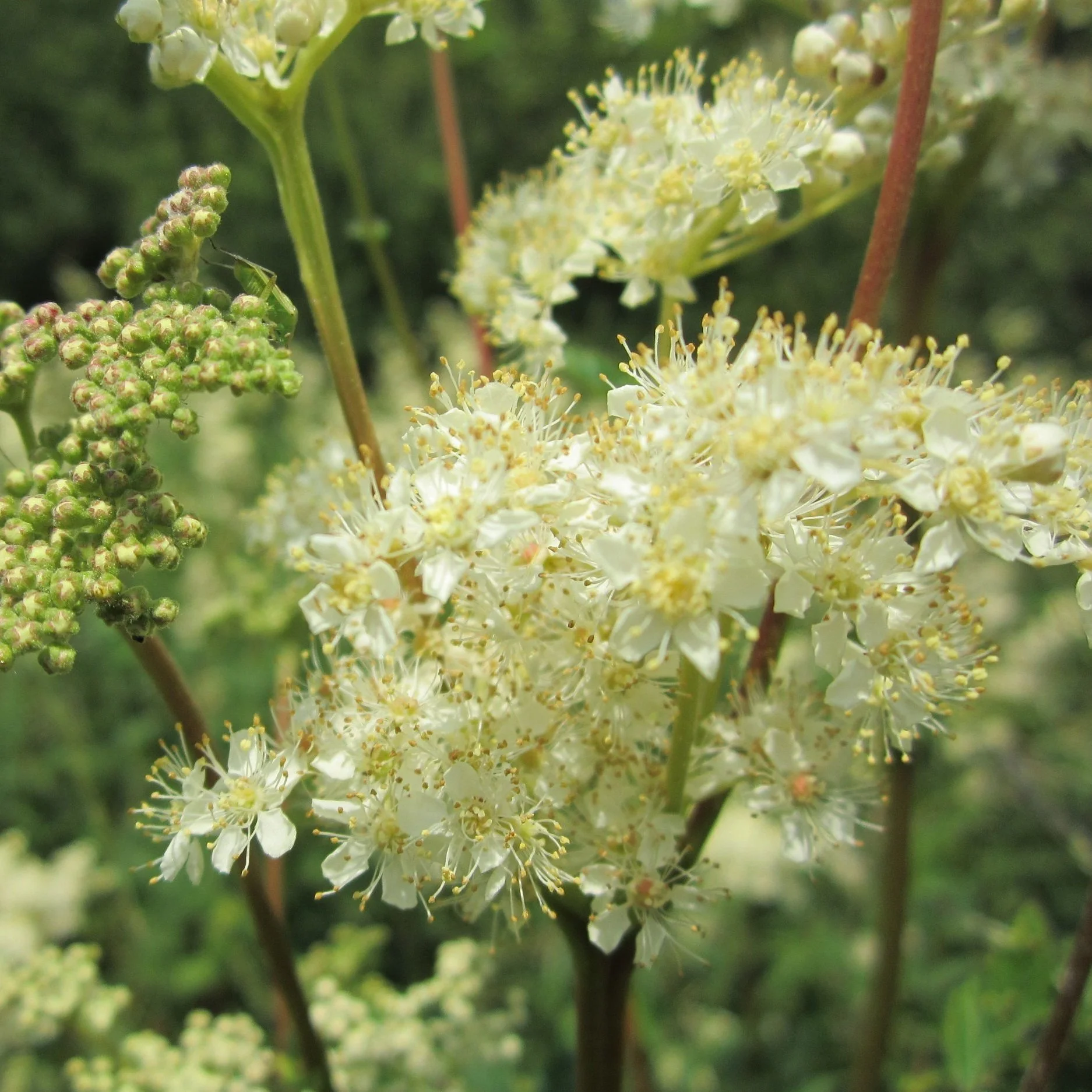 Meadowsweet Flower Essence