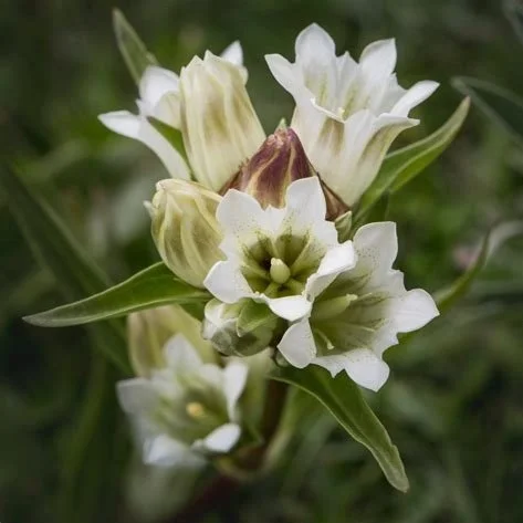 Gentian Flower Essence