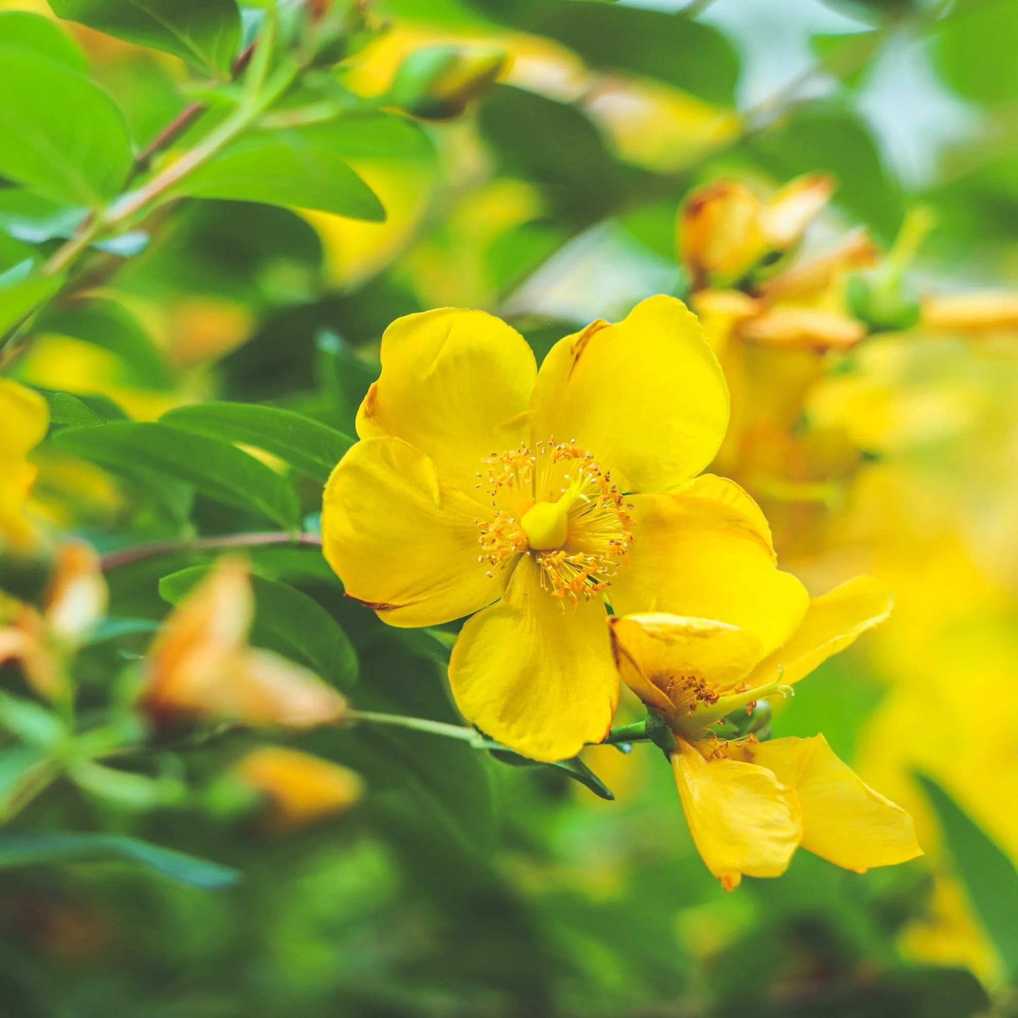 Saint Johns Wort Flower Essence