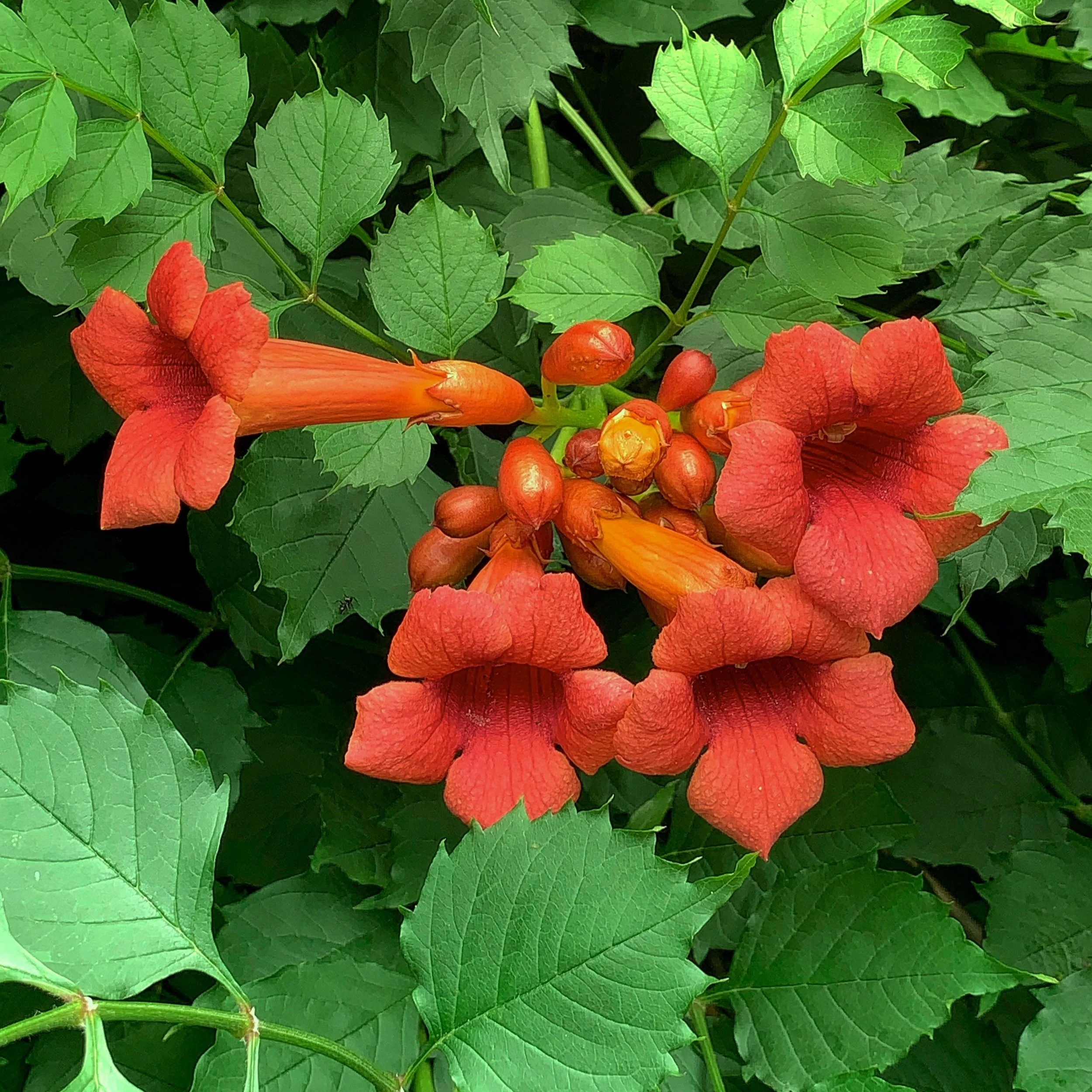 Trumpet Vine Flower Essence