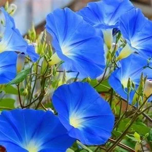 Morning Glory Flower Essence