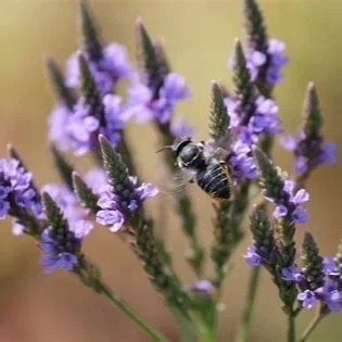 Blue Vervain Flower Essence