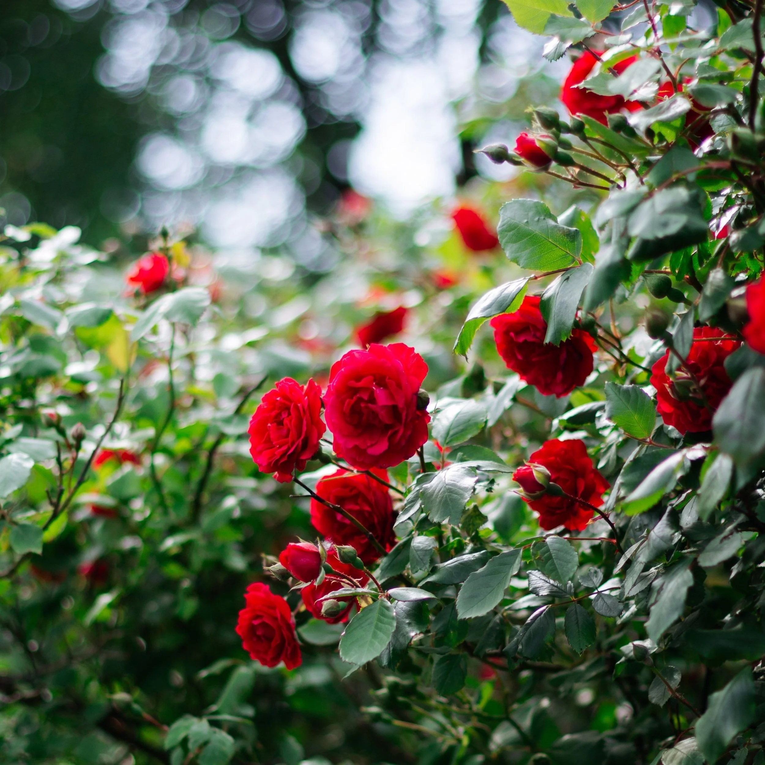 Wild Rose & New Moon Essence